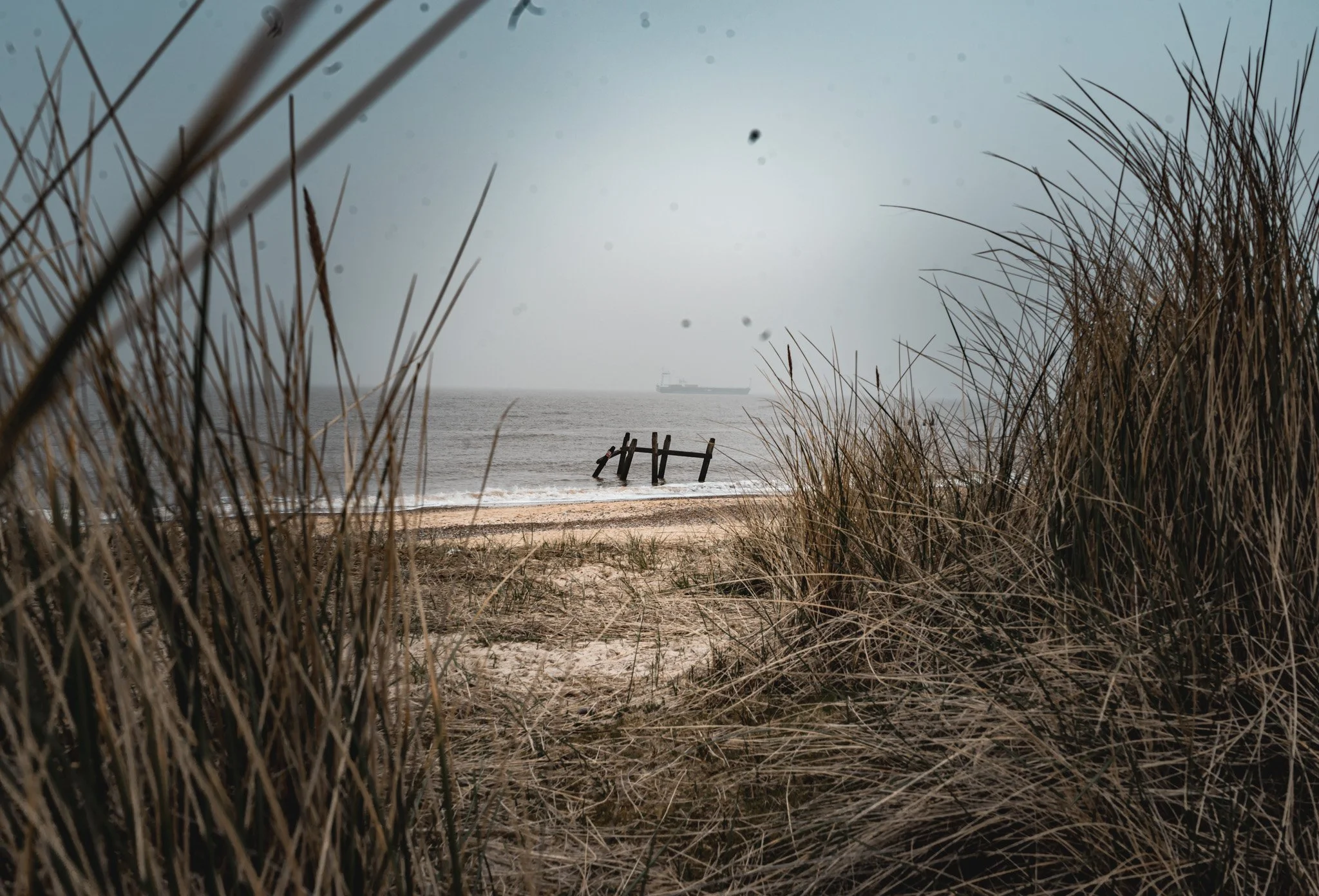 Beach scene with tall dried grass in the foreground, a sandy shoreline, and a large cargo ship in the distance on a gray, overcast day.