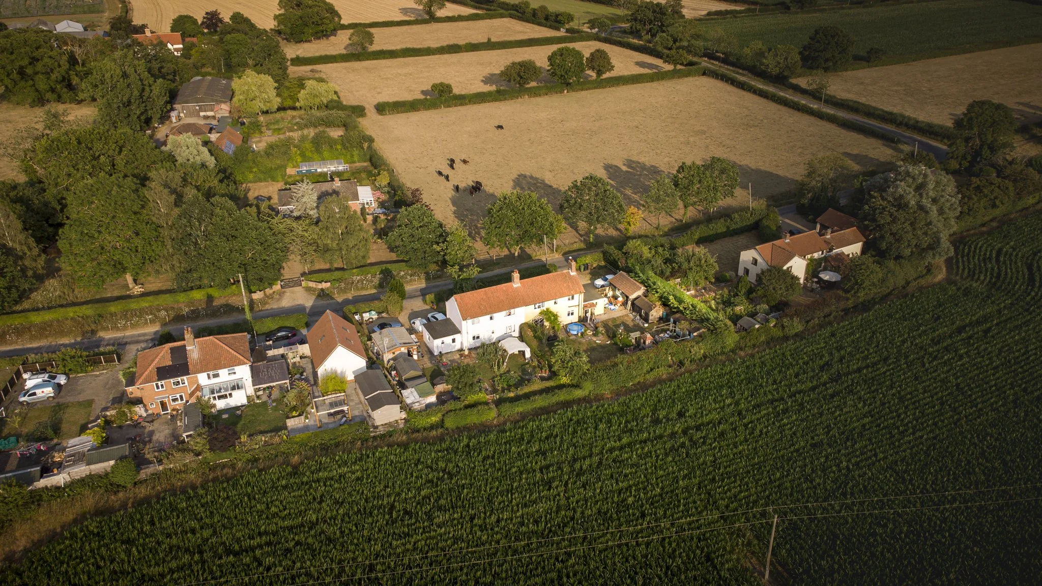Aerial view of a rural area with houses, trees, cultivated fields, and a herd of cows grazing in a field.