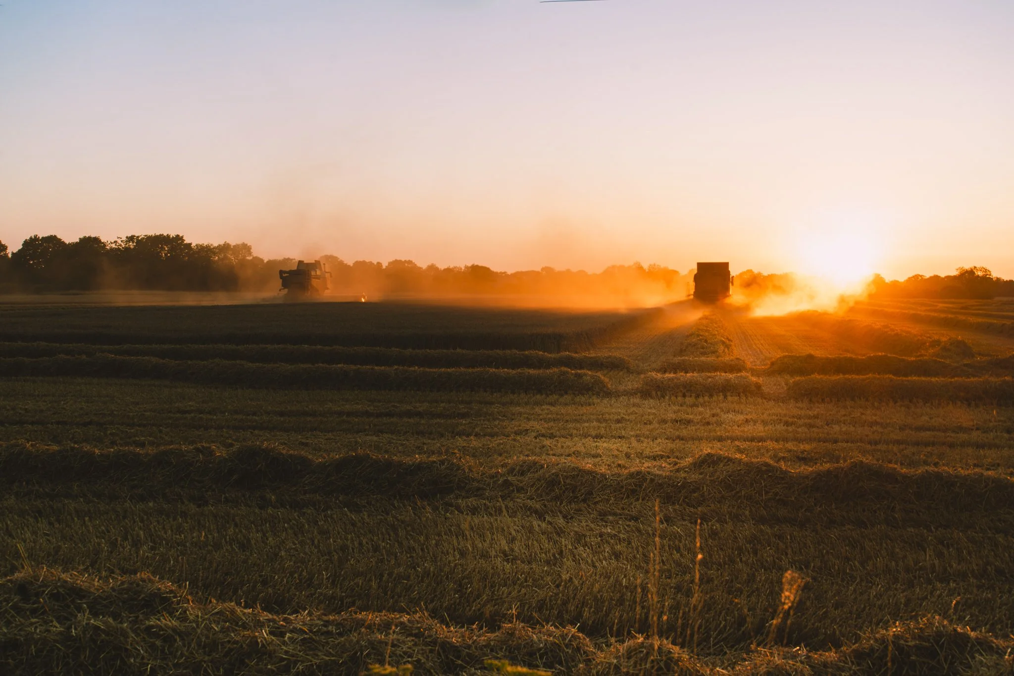 Farmers harvesting crops with combine harvesters at sunset in a vast field of green crops and trees in the distance.
