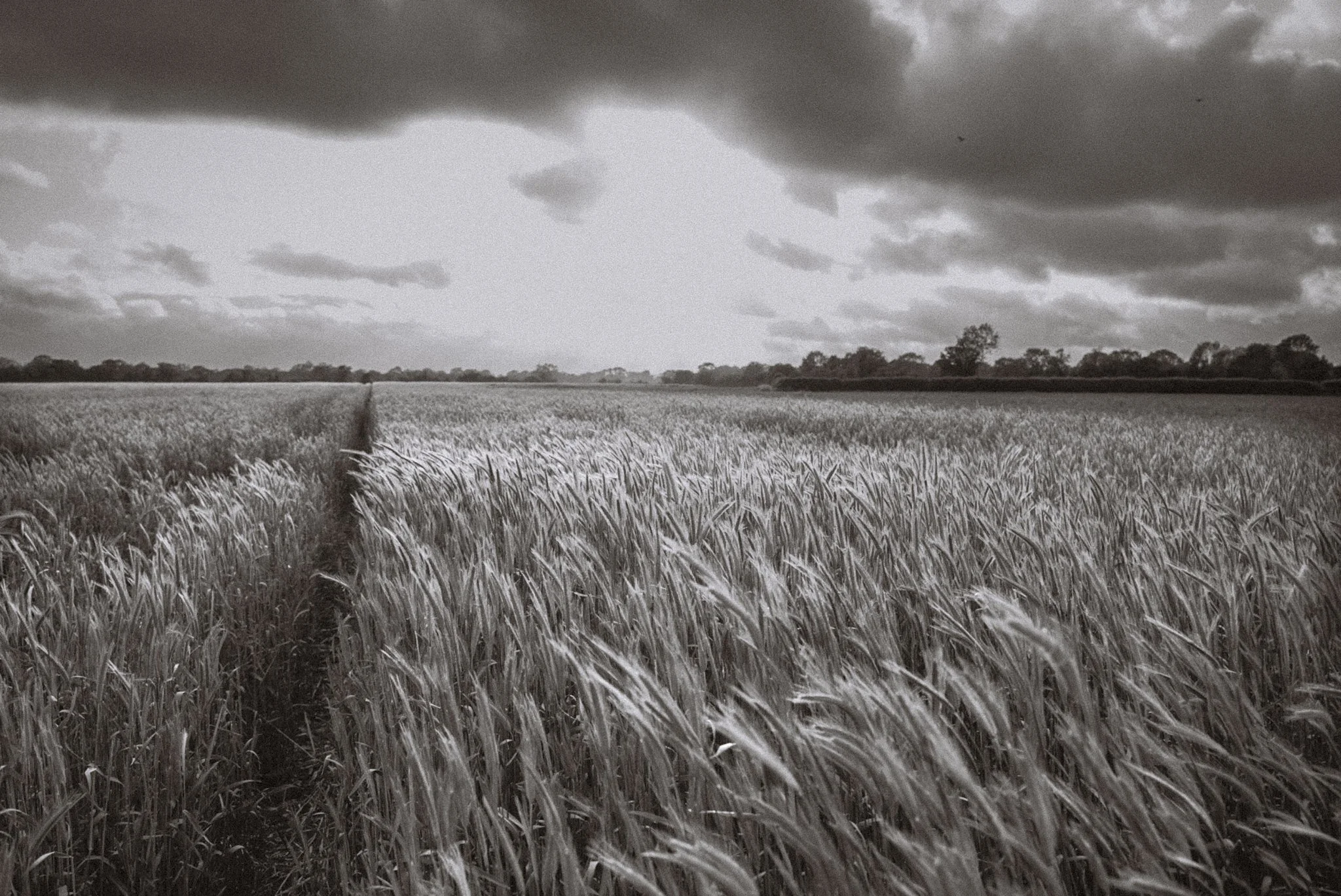 A black and white photo of a wheat field under a cloudy sky.