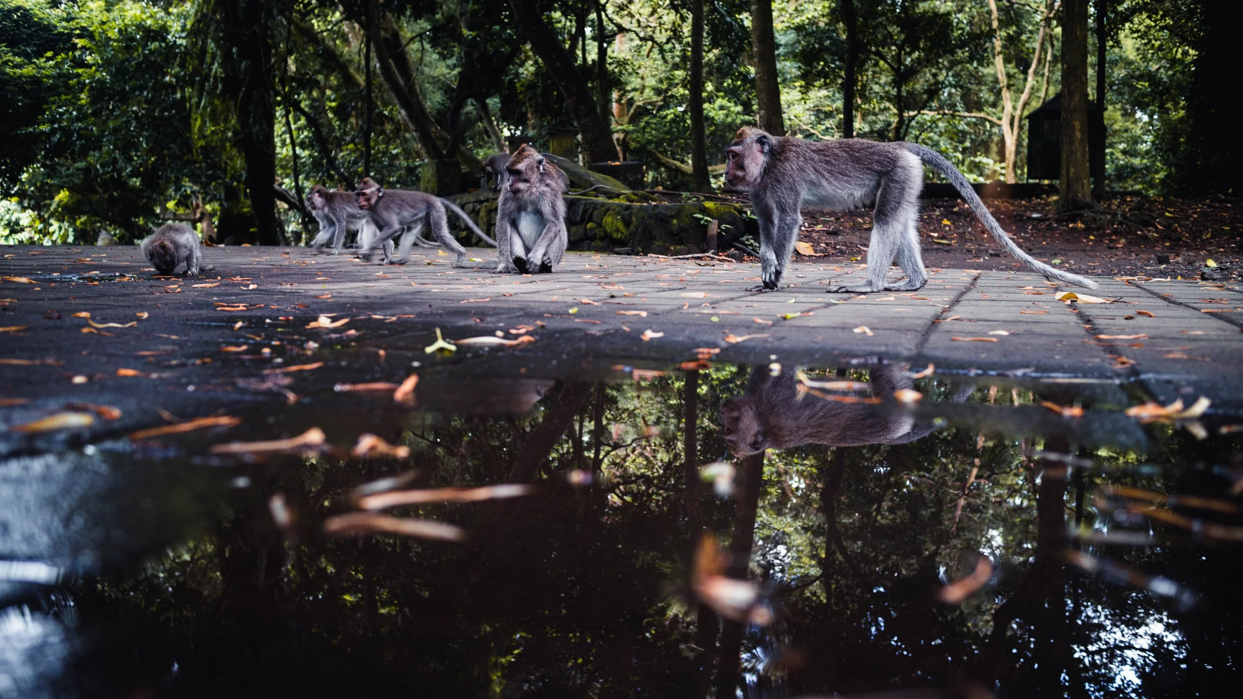 Group of six monkeys walking on a wooden pathway in a lush, green forest with leaves scattered on the ground and a puddle reflecting the monkeys and trees.