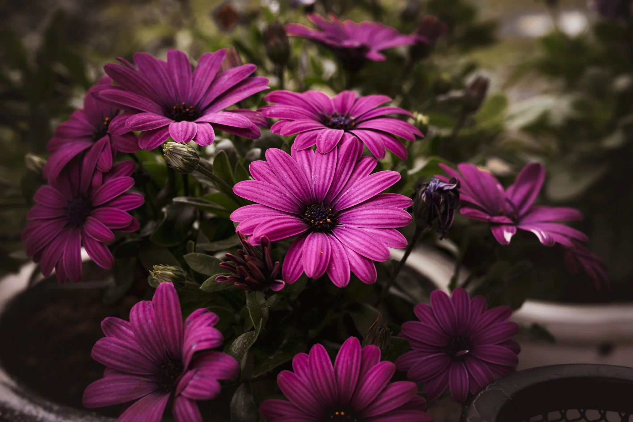Close-up of vibrant pink and purple daisies with dark centers, set against a dark blurred background.