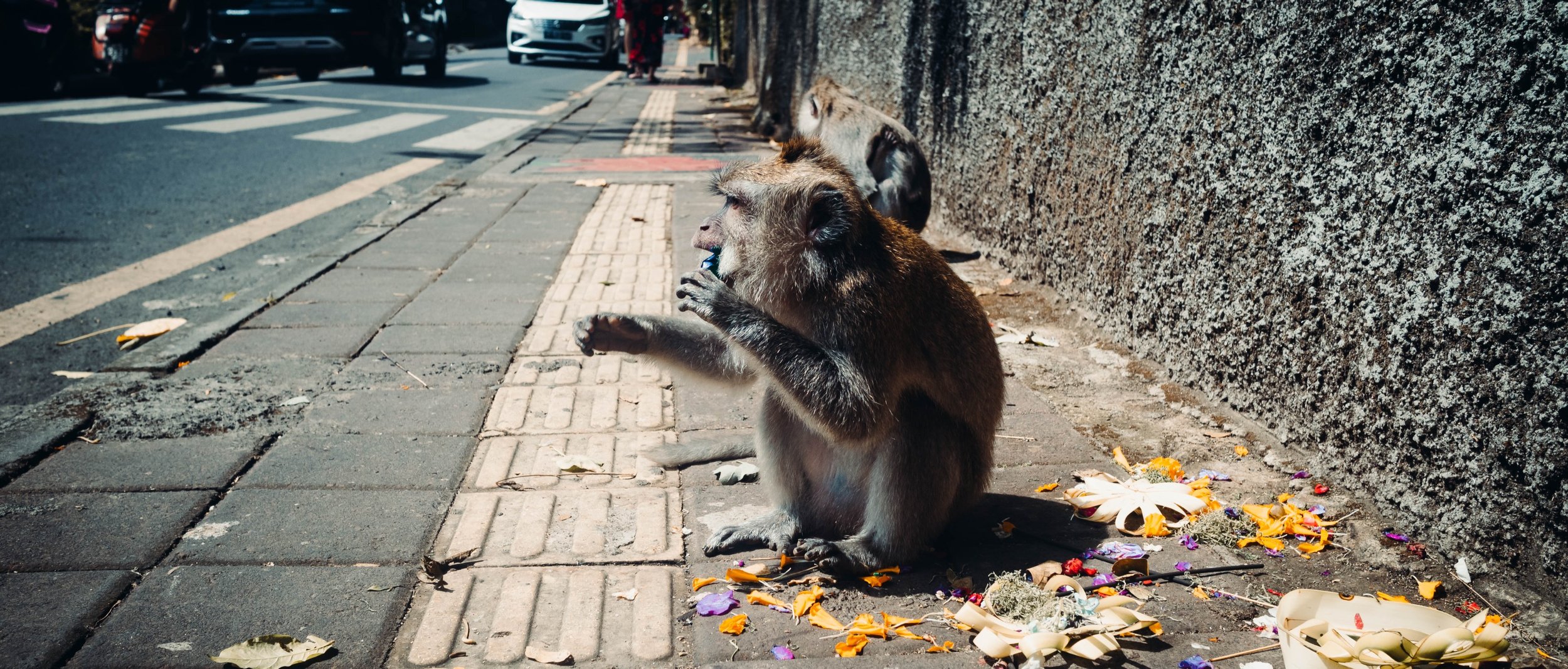 A monkey sitting on a city sidewalk next to a wall, eating food with scattered flowers and debris on the ground nearby.