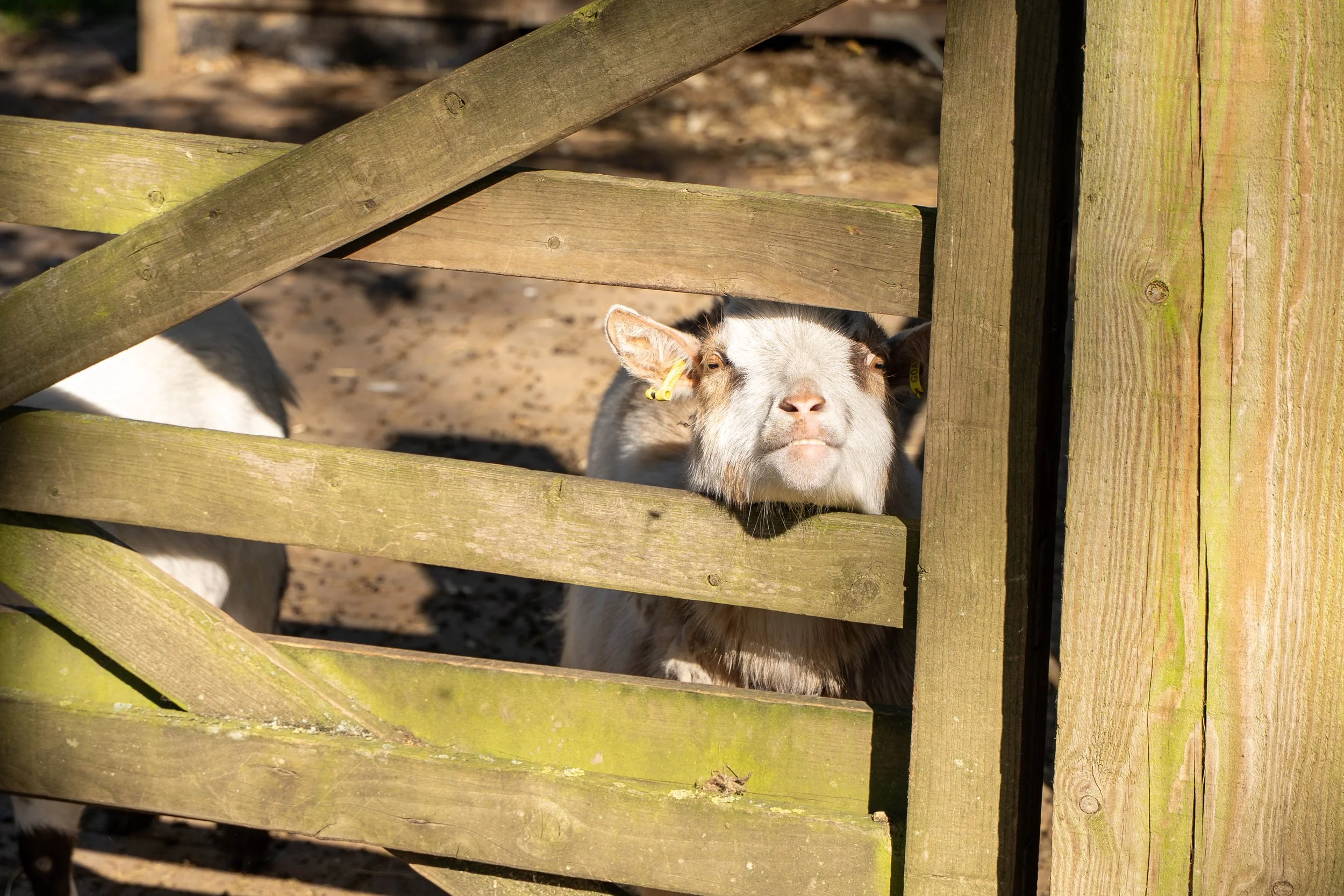 Reymerston Hall - Photos - Magpie Magpie Photography-59.jpg