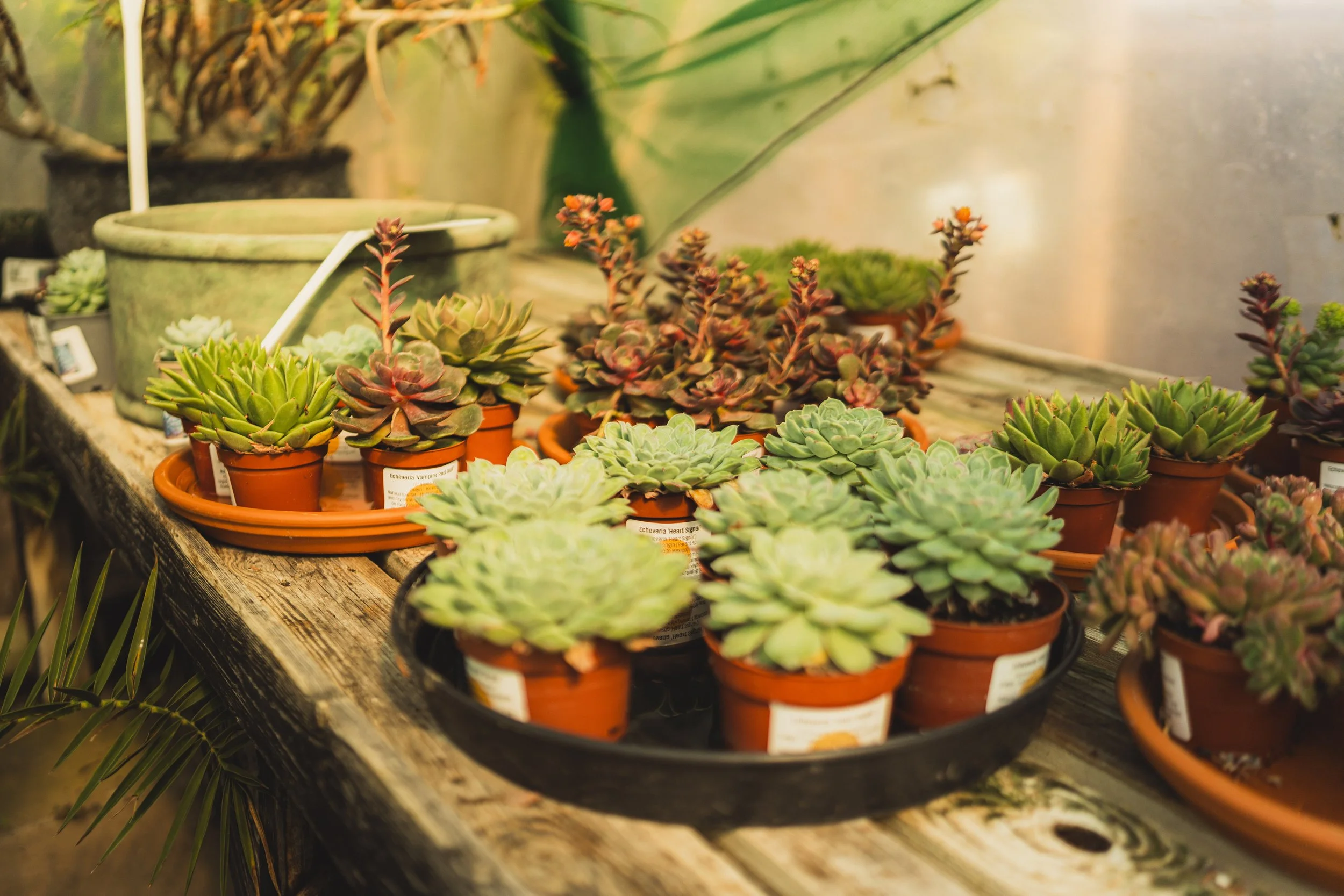 Urban Jungle - Salt and flint-10.jpg