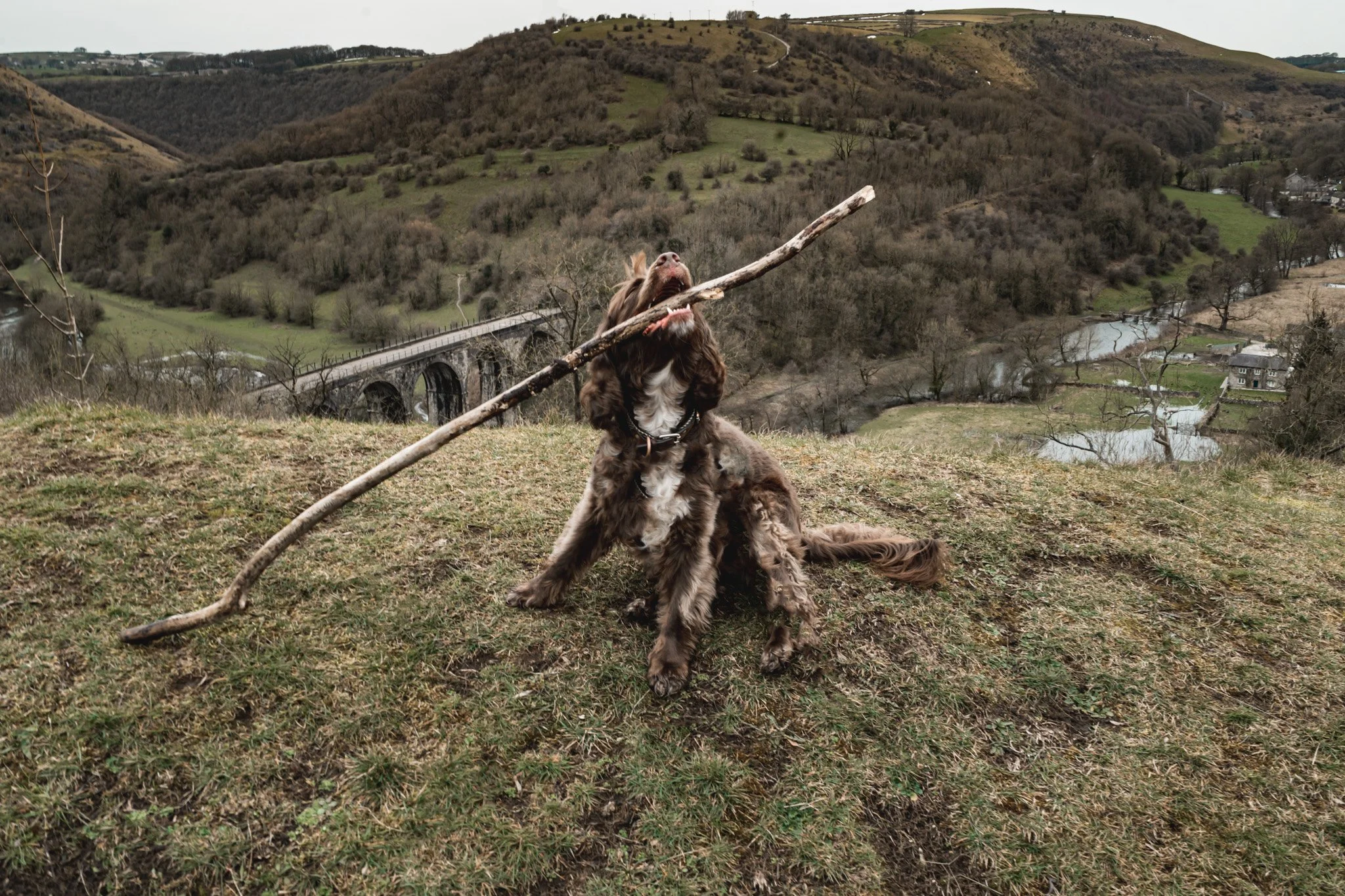 A brown and white dog holding a large stick in its mouth, sitting on grassy terrain with a river, bridges, and hills in the background.