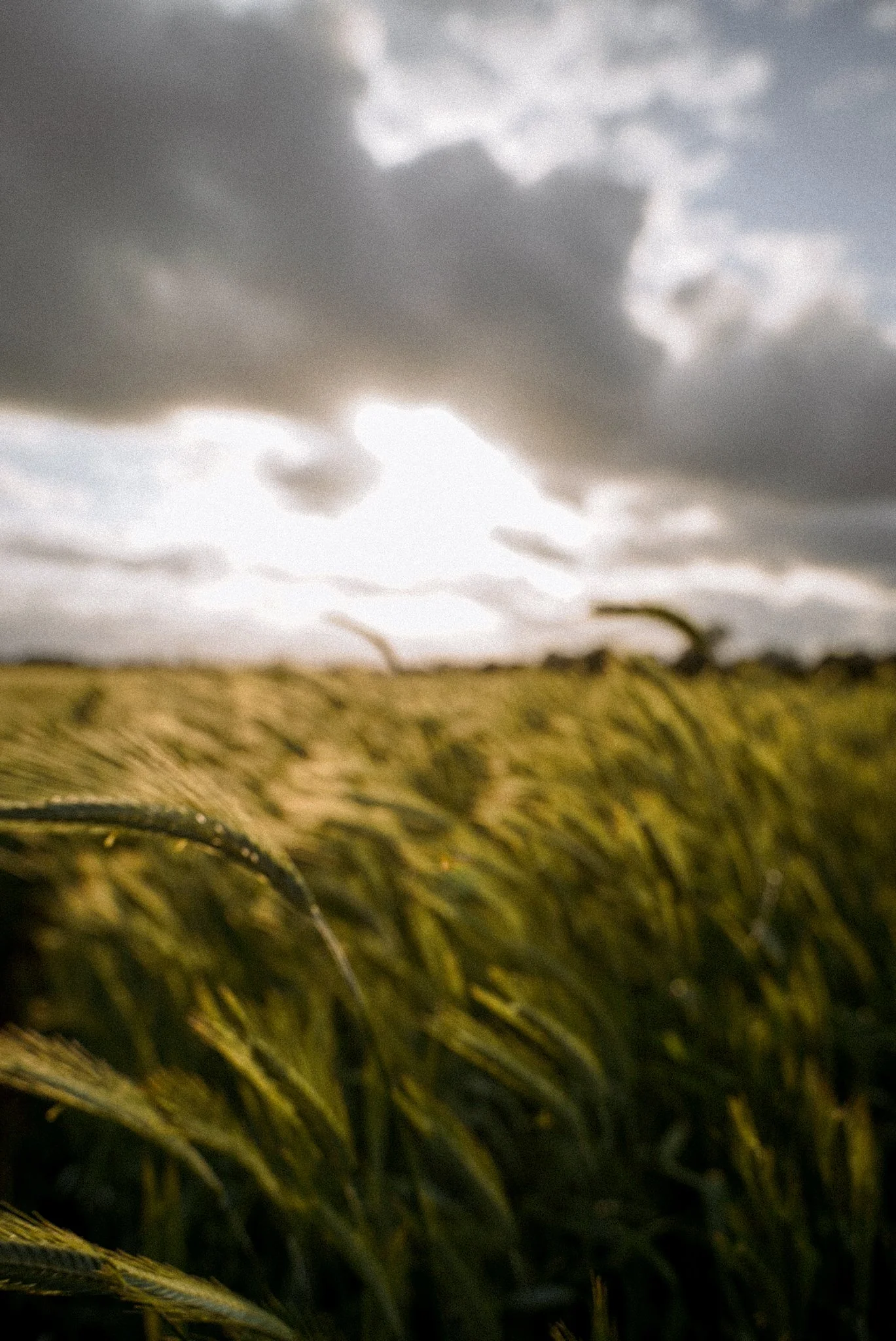 Close-up of tall grass or wheat stalks with a cloudy sky in the background.