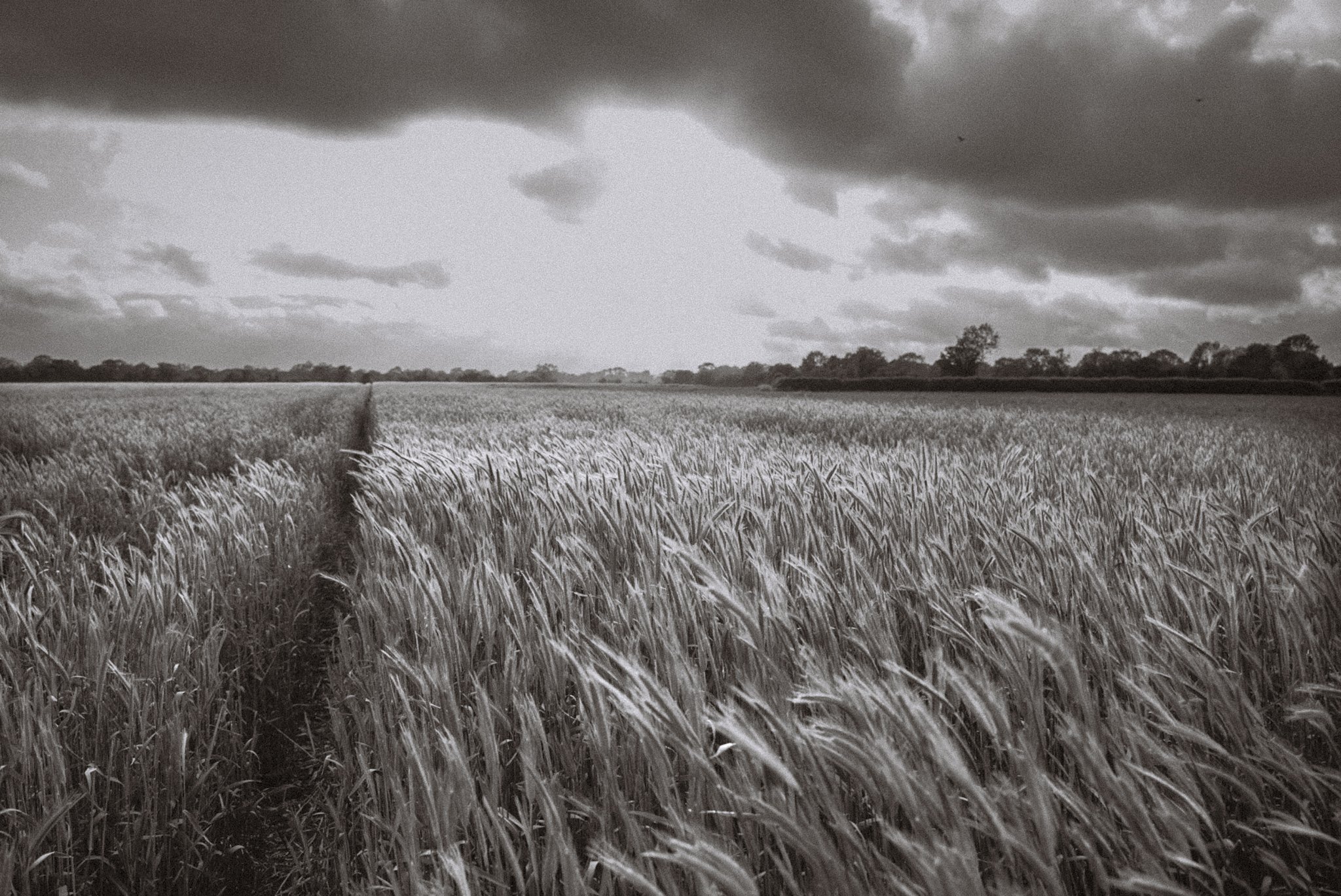 A black-and-white photo of a wide field of tall grass with trees and cloudy sky in the background.