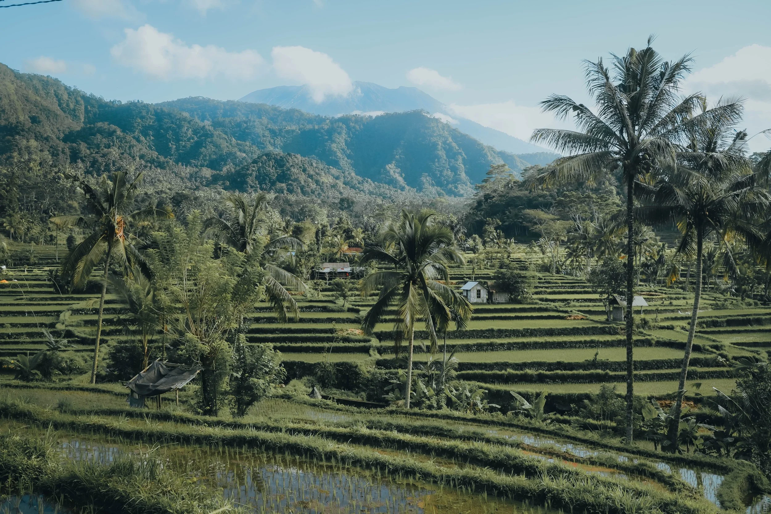 Tropical landscape with terraced rice fields, tall palm trees, dense jungle on hillsides, and a distant mountain with clouds around its peak.