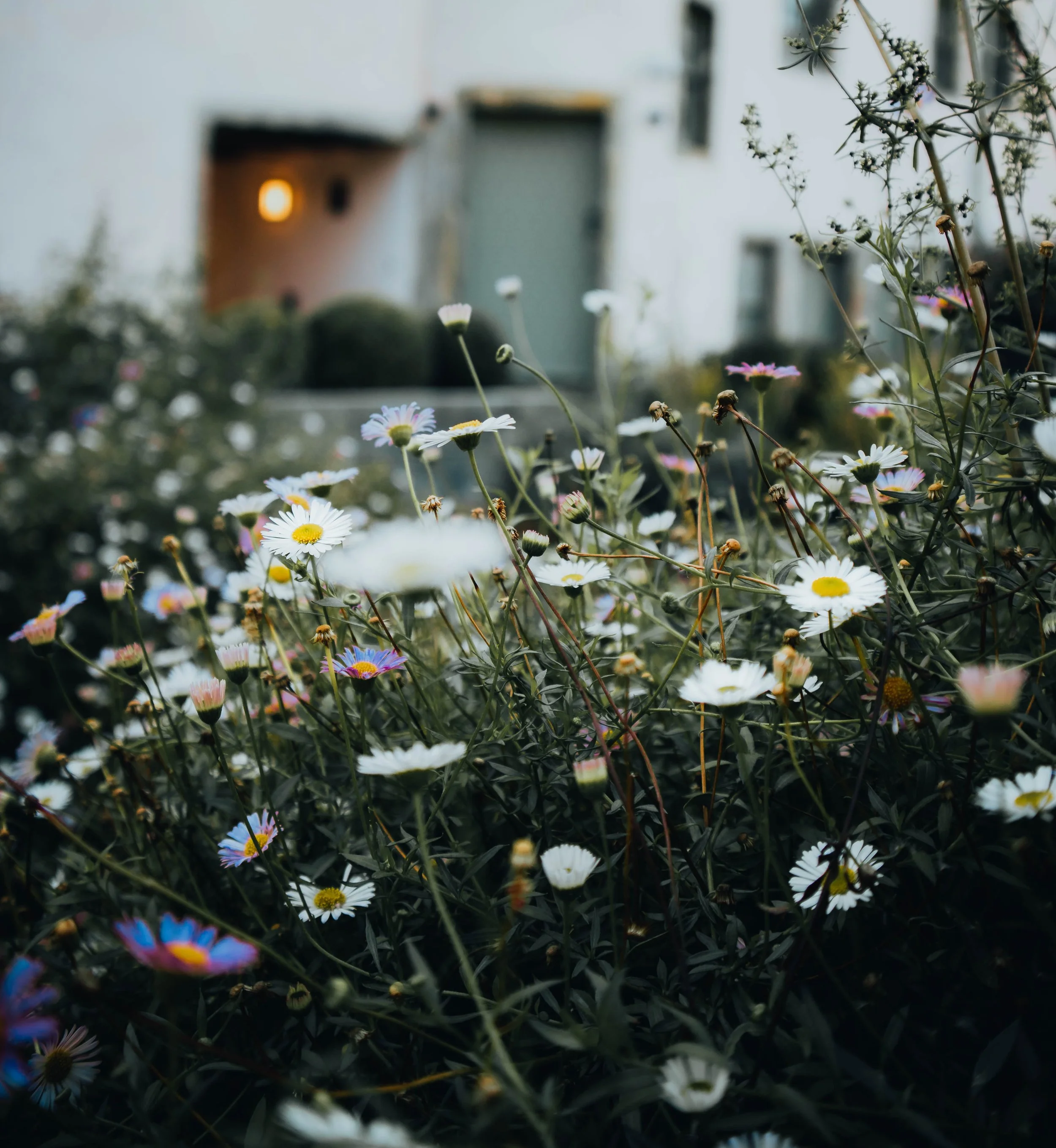 Close-up of a garden bed filled with various small white, pink, and purple flowers with yellow centers, surrounded by green foliage. In the background, a blurred house with a lit outdoor wall light is visible.