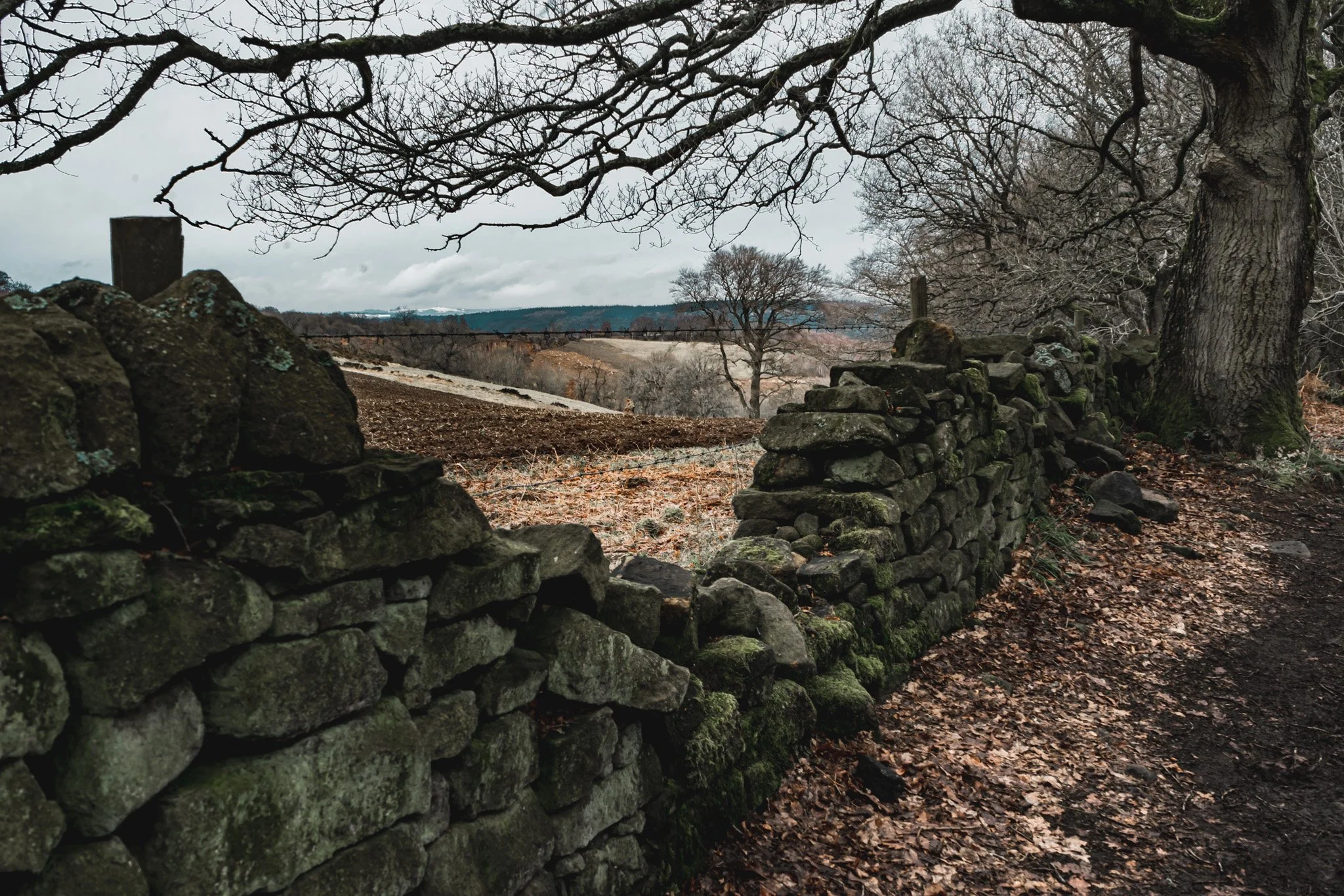 A stone wall runs along a forest path, with large leafless trees on either side. The sky is cloudy, indicating a cold, overcast day.