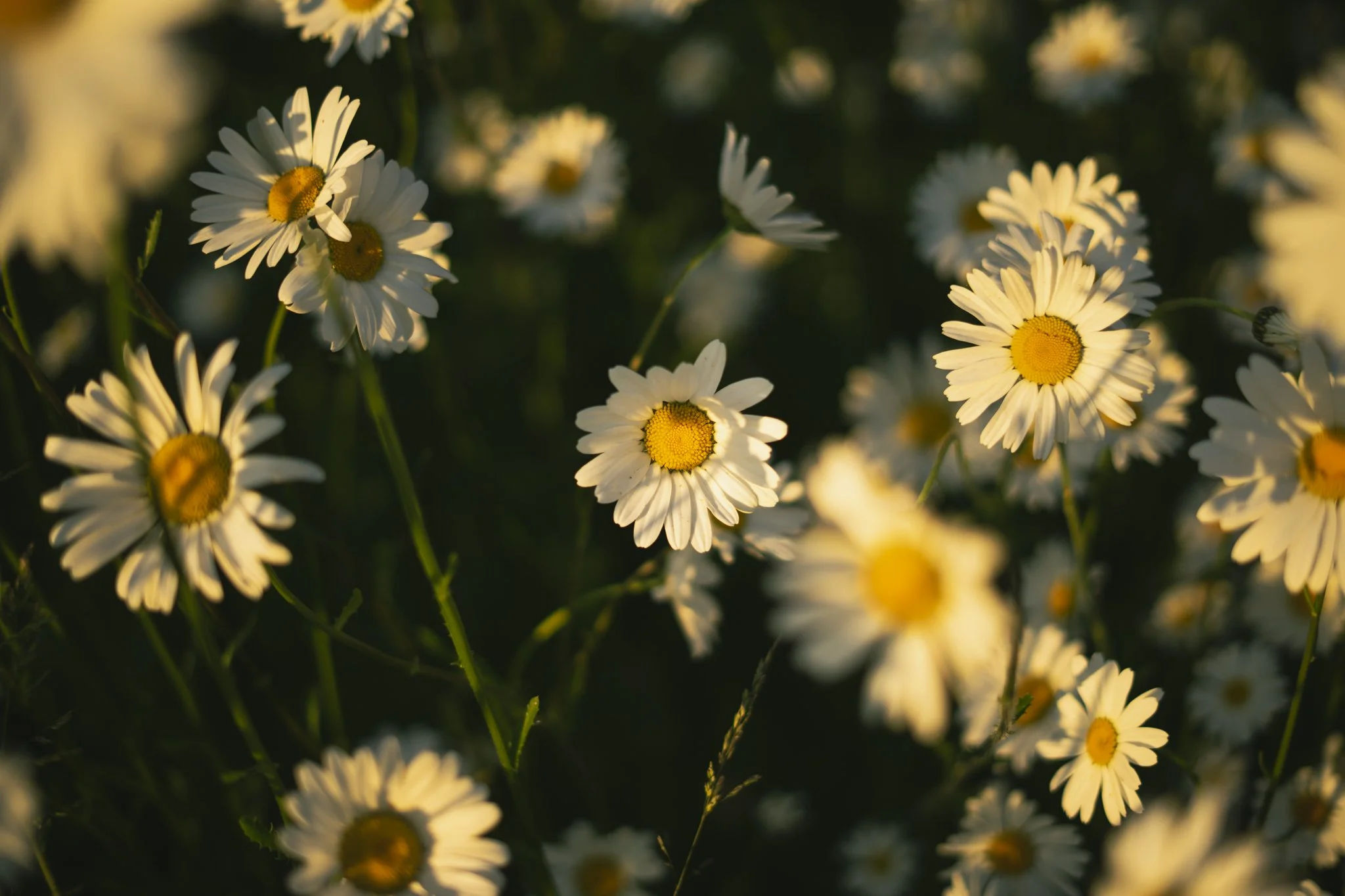 Close-up of white daisies with yellow centers, illuminated by sunlight in a natural setting.