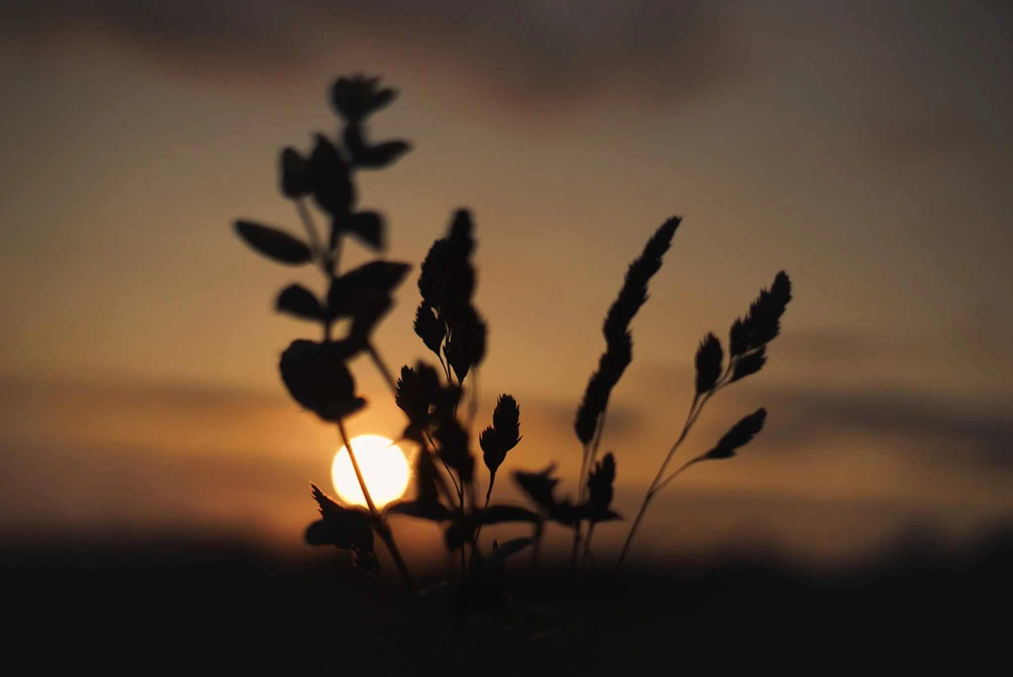 Silhouetted plants against a sunset or sunrise with the sun low on the horizon.