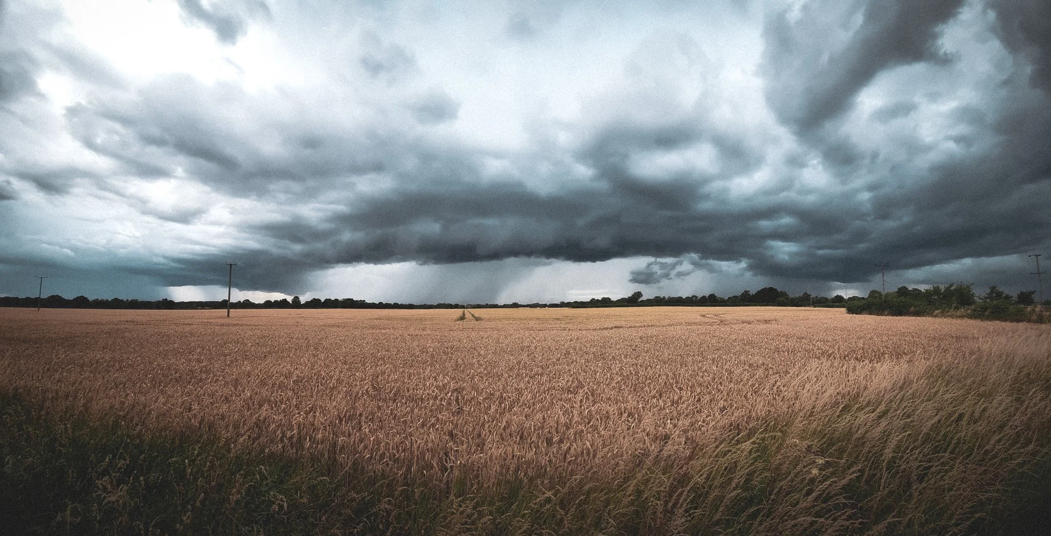 A field of tall, golden crops under a dark, cloudy sky with storm clouds overhead.