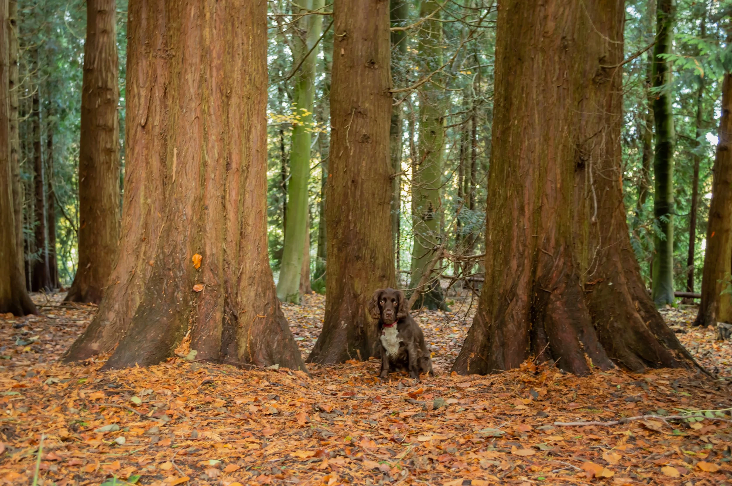 A black and white dog sitting on a leaf-covered forest floor in front of large trees with reddish-brown bark and green foliage in the background.