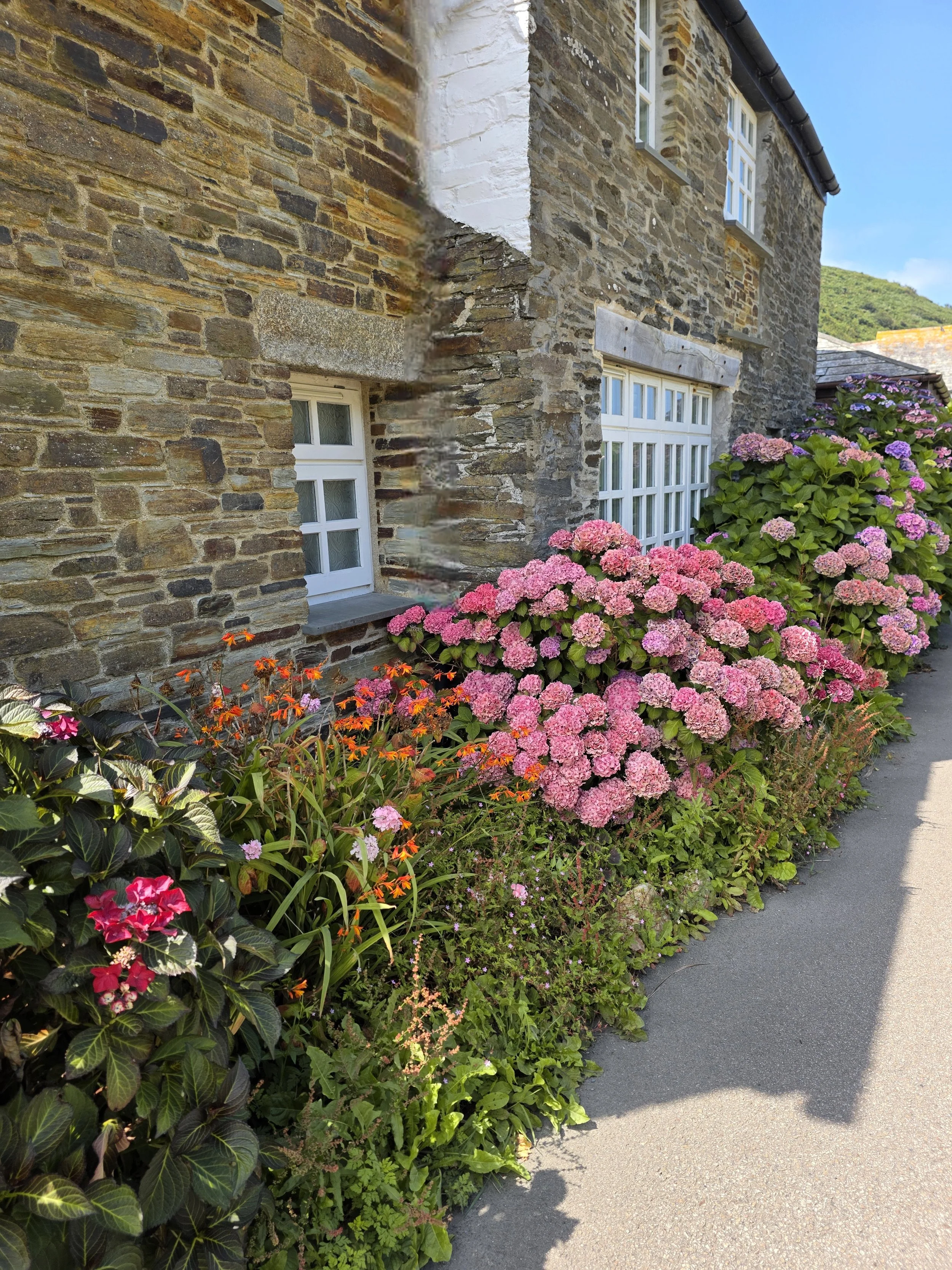 A building with brick walls and white-trimmed windows, surrounded by colorful pink and purple hydrangea flowers, with a sidewalk and green hillside in the background.