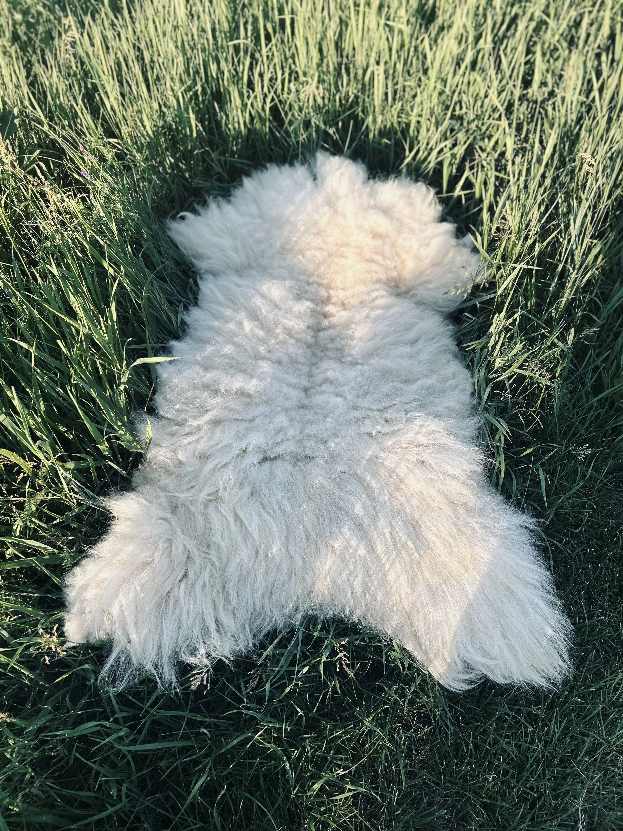 Extra large tanned sheepskin rug