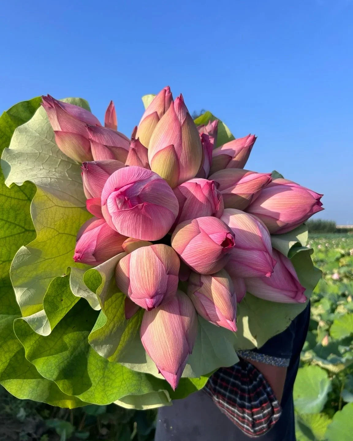 Person holding a large bouquet of pink lotus flowers with green leaves, with a clear blue sky in the background.