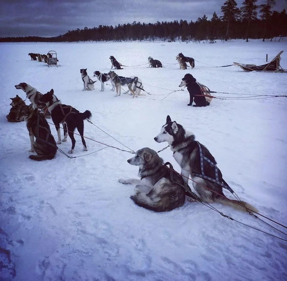 A group of dogs, mostly huskies and sled dogs, sitting and standing in a snowy landscape during dusk or dawn, with sleds in the background, preparing for a dog sledding activity.