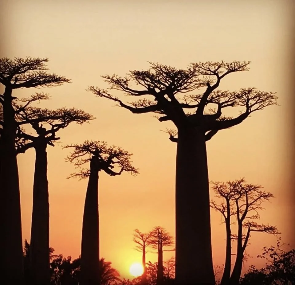 Silhouettes of baobab trees at sunset with the sun near the horizon.