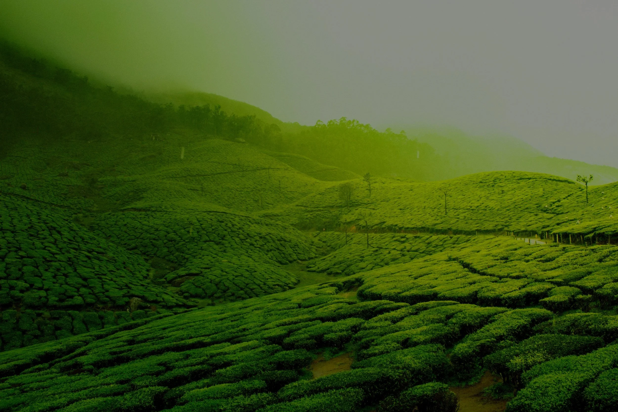 Green tea plantation with rolling hills covered in lush tea bushes, some trees scattered along the landscape, under an overcast sky.