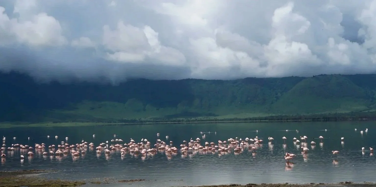 A large flock of flamingos wading in a body of water with green mountains and cloudy sky in the background.
