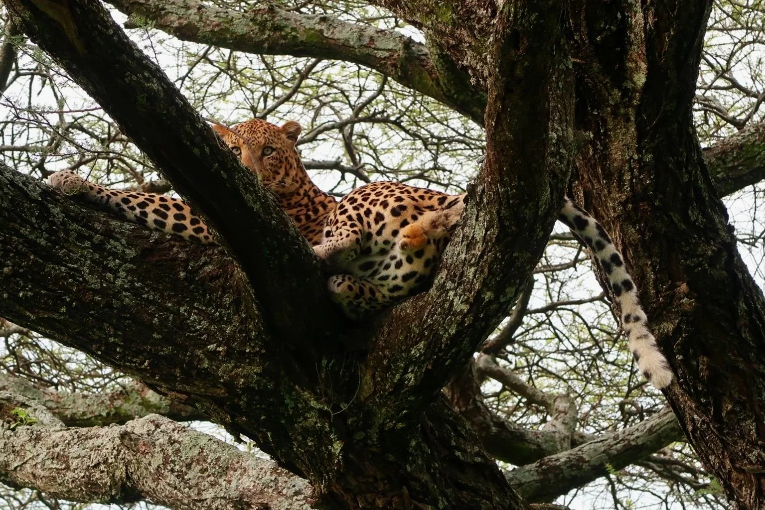 A leopard resting on a tree branch, looking down with a partially hidden face, surrounded by tree branches and leaves.
