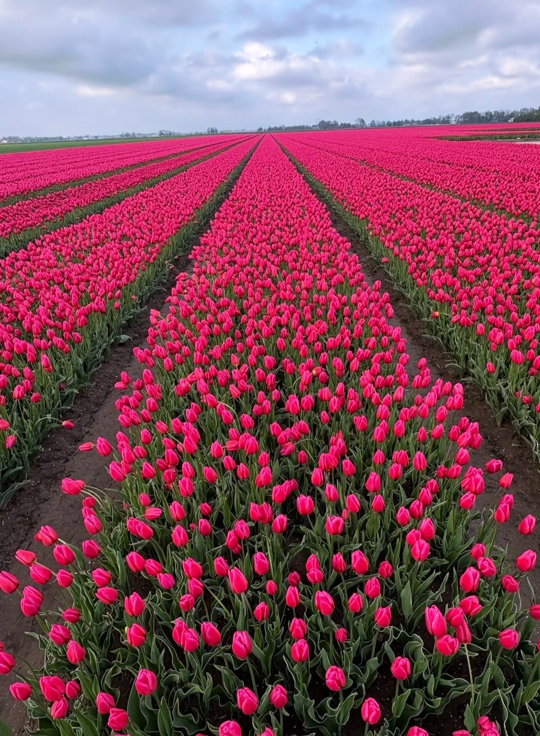 A vast field of pink tulips growing in organized rows under a cloudy sky.