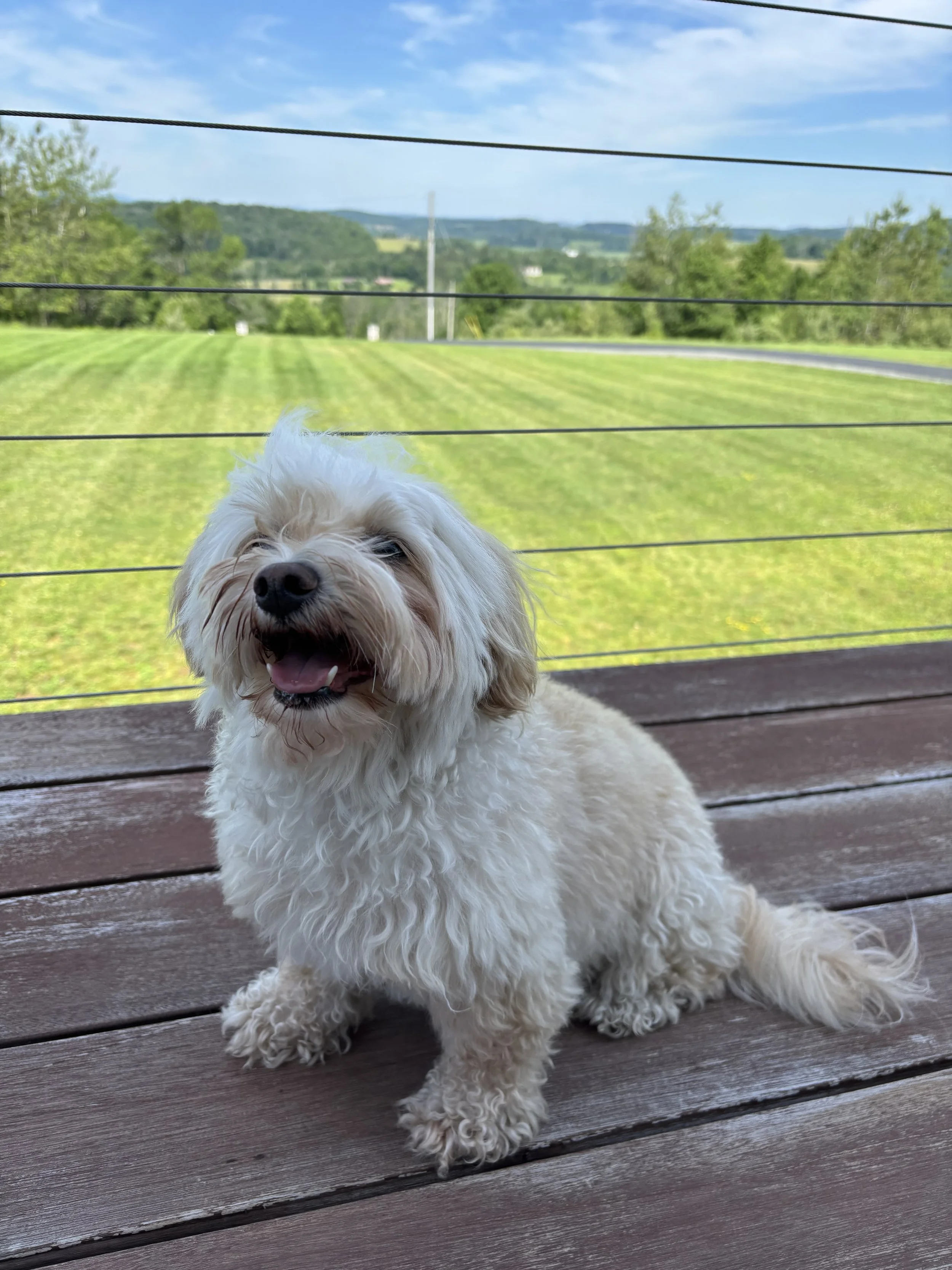 A happy, fluffy white dog with curly fur sitting on a wooden deck with a metal railing behind, overlooking a scenic field with trees and hills under a partly cloudy sky.