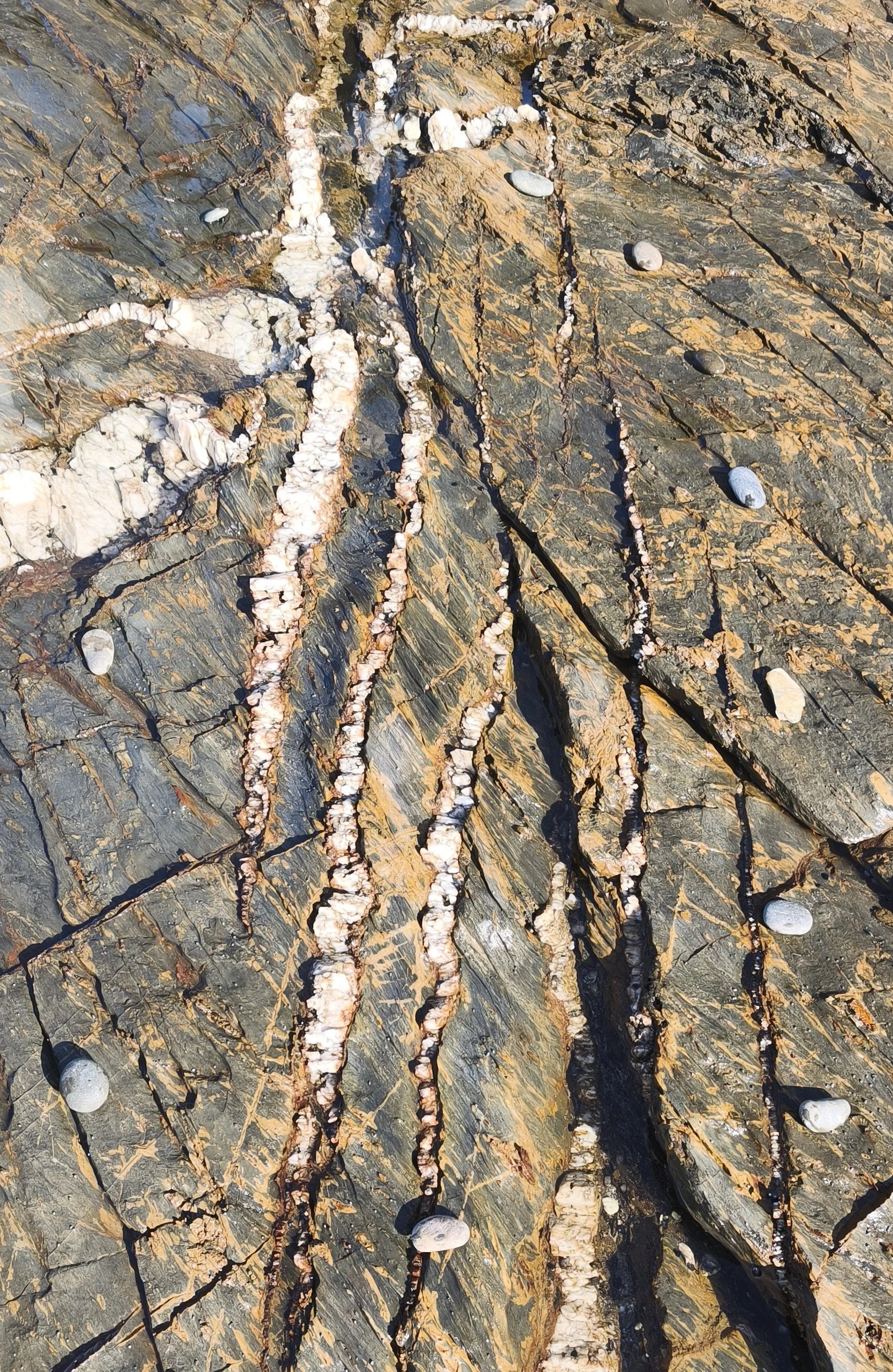 Close-up of a rocky surface with several thin, white, and orange mineral veins and small round stones scattered across the surface.