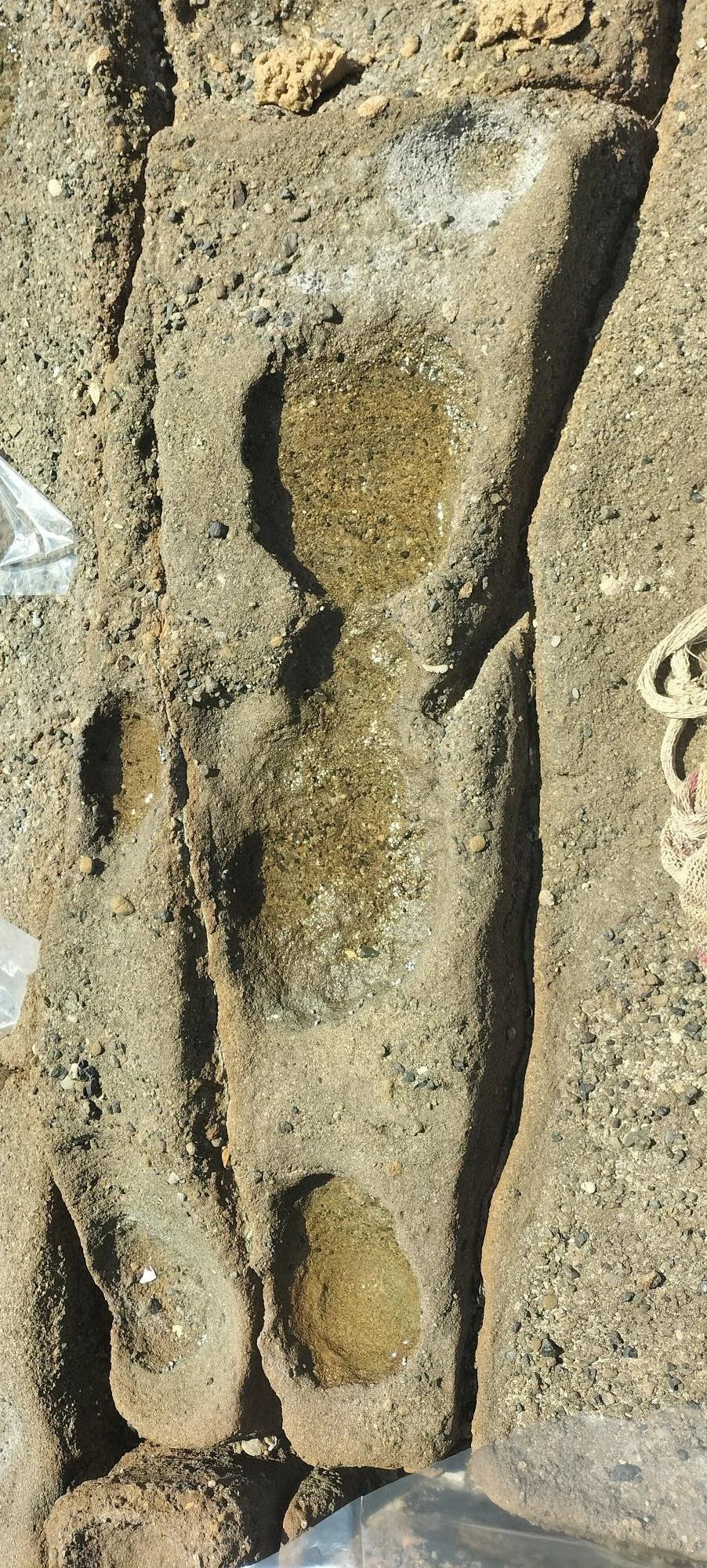 Close-up of a large, ancient footprint fossil embedded in rock and sediment at a fossil site.