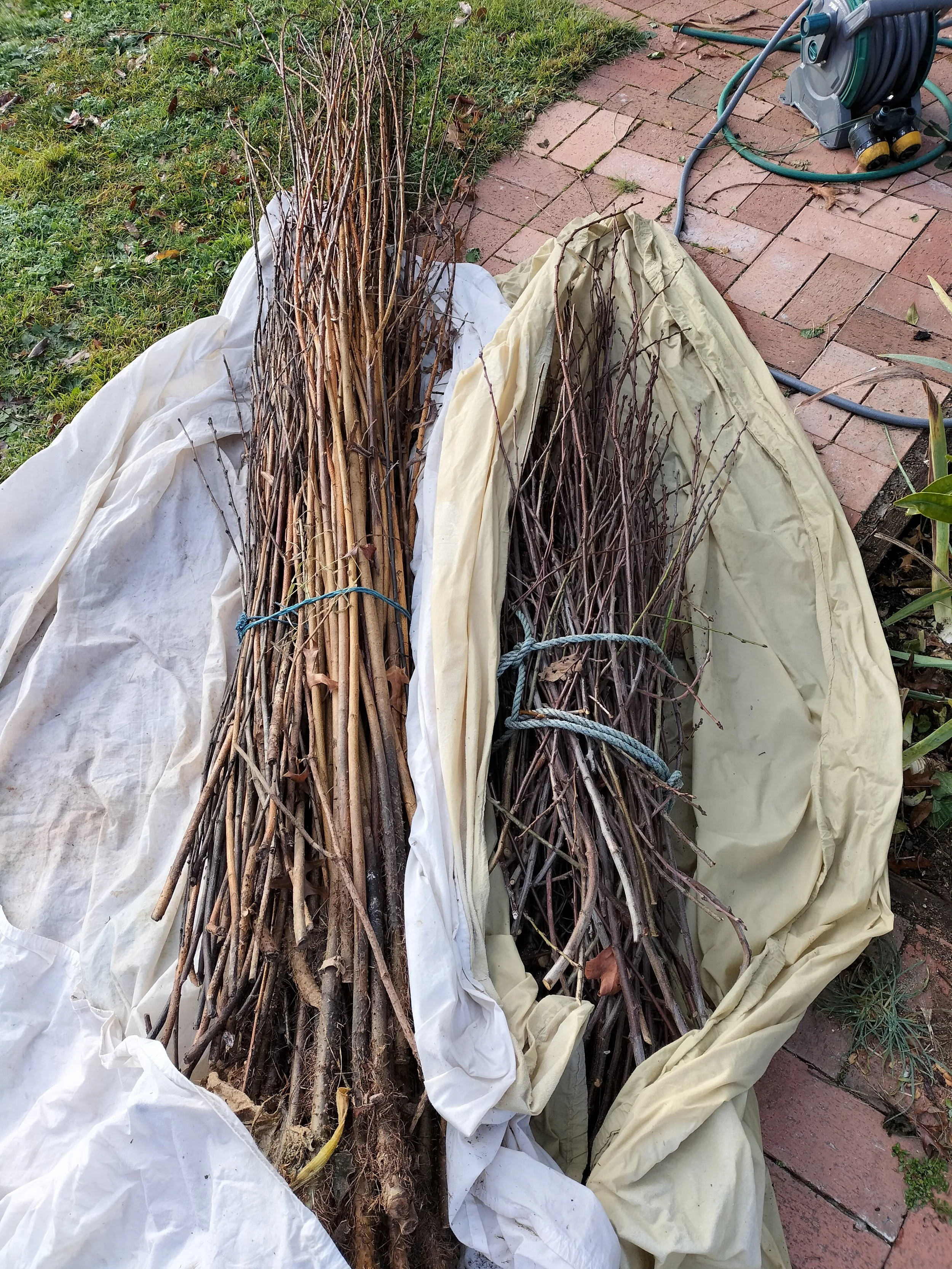 Bundles of pruned tree branches lined up on a surface covered with white and yellow cloths outdoors, near a brick patio and garden hose reel.
