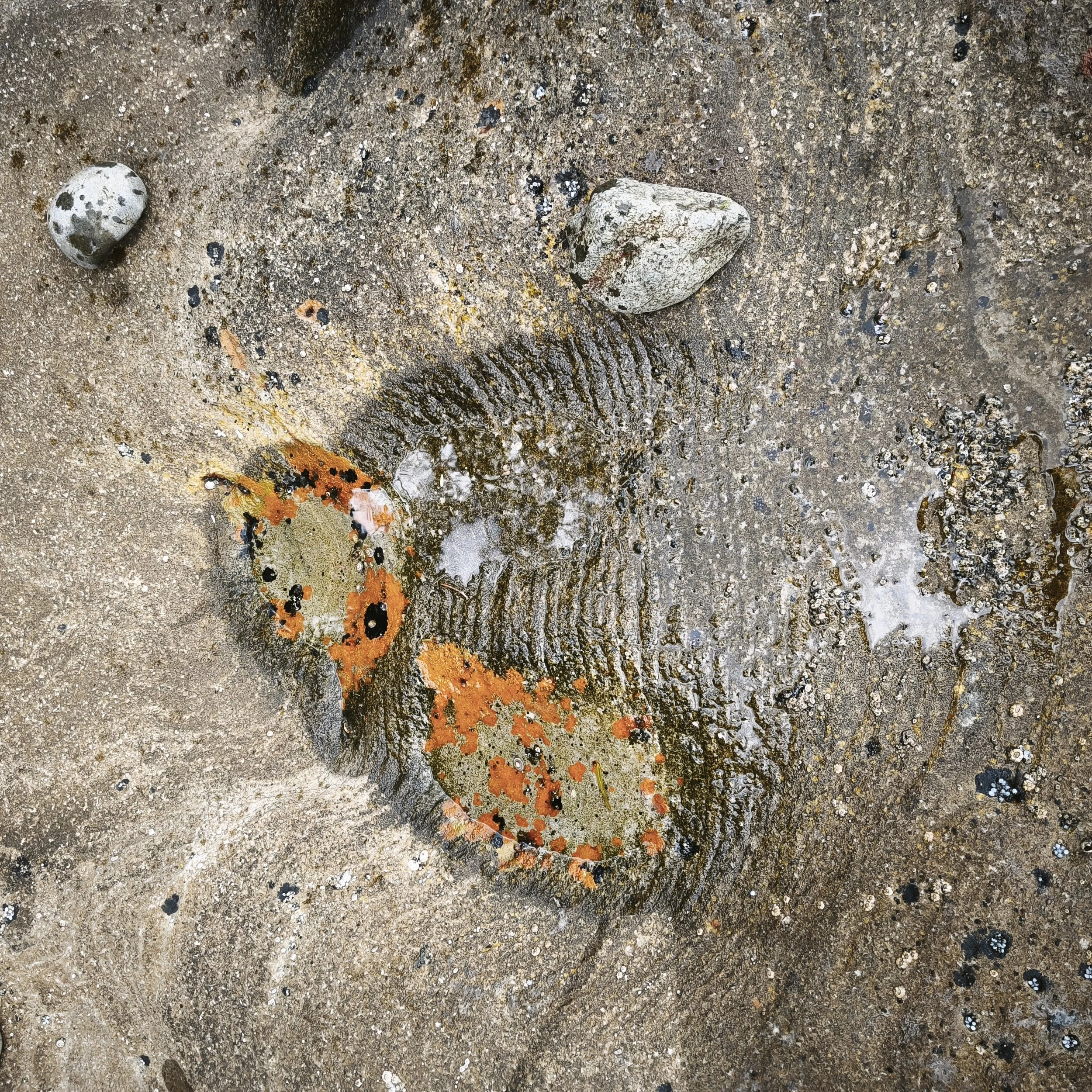 Close-up of wet sand with scattered small rocks, shells, seaweed, and orange and black lobster details.
