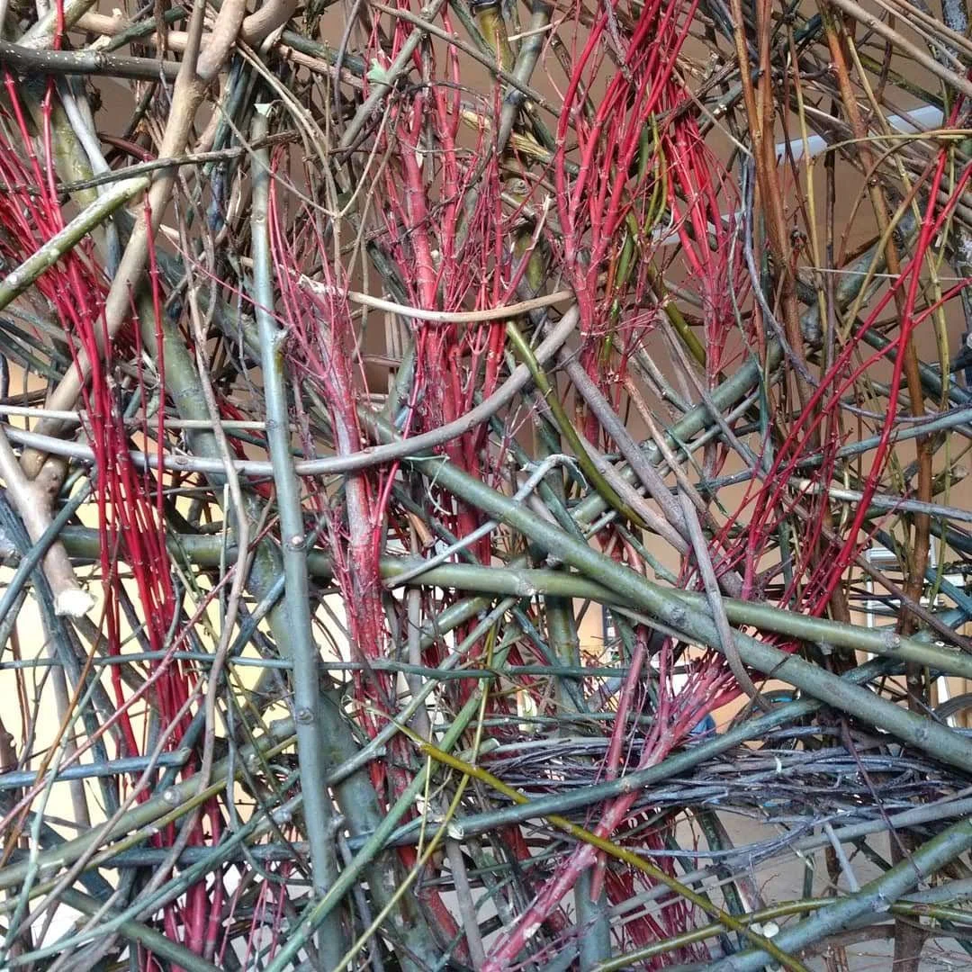 A tangled mass of thin, dry, and colourful plant stems and twigs, with some red and green hues, forming the walls of a fibre sculpture entitled 'nest'.