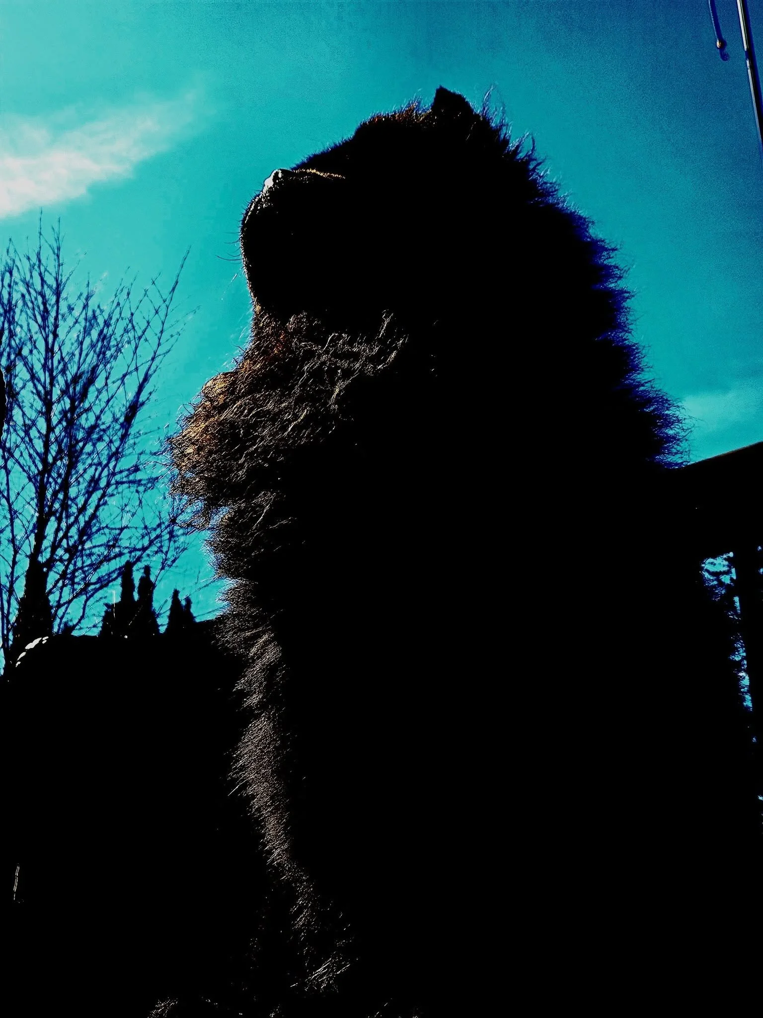 Silhouette of a large dog with a thick fur coat against a bright sky with sparse clouds and a leafless tree.