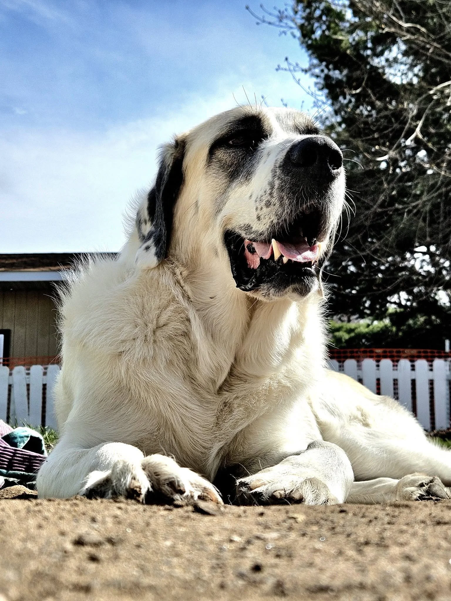 Theodore, the model