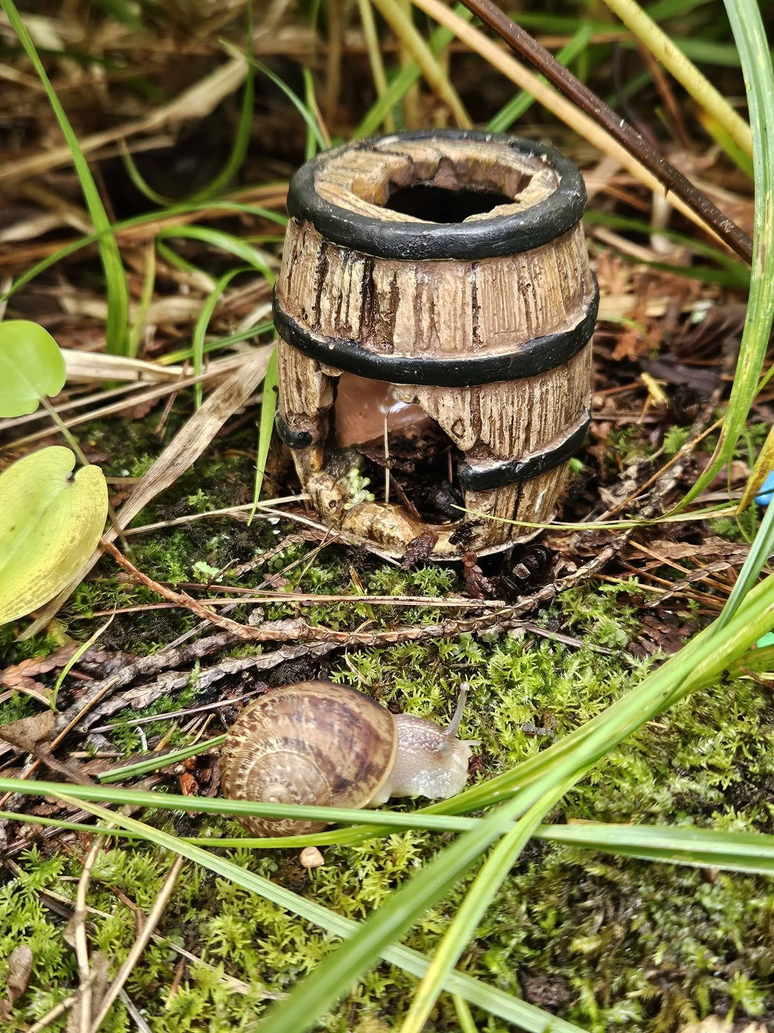 Close-up of a small, weathered, wooden post with black bands around it in a forest. Green moss and grass surround the base, and a snail is on the ground near the post.