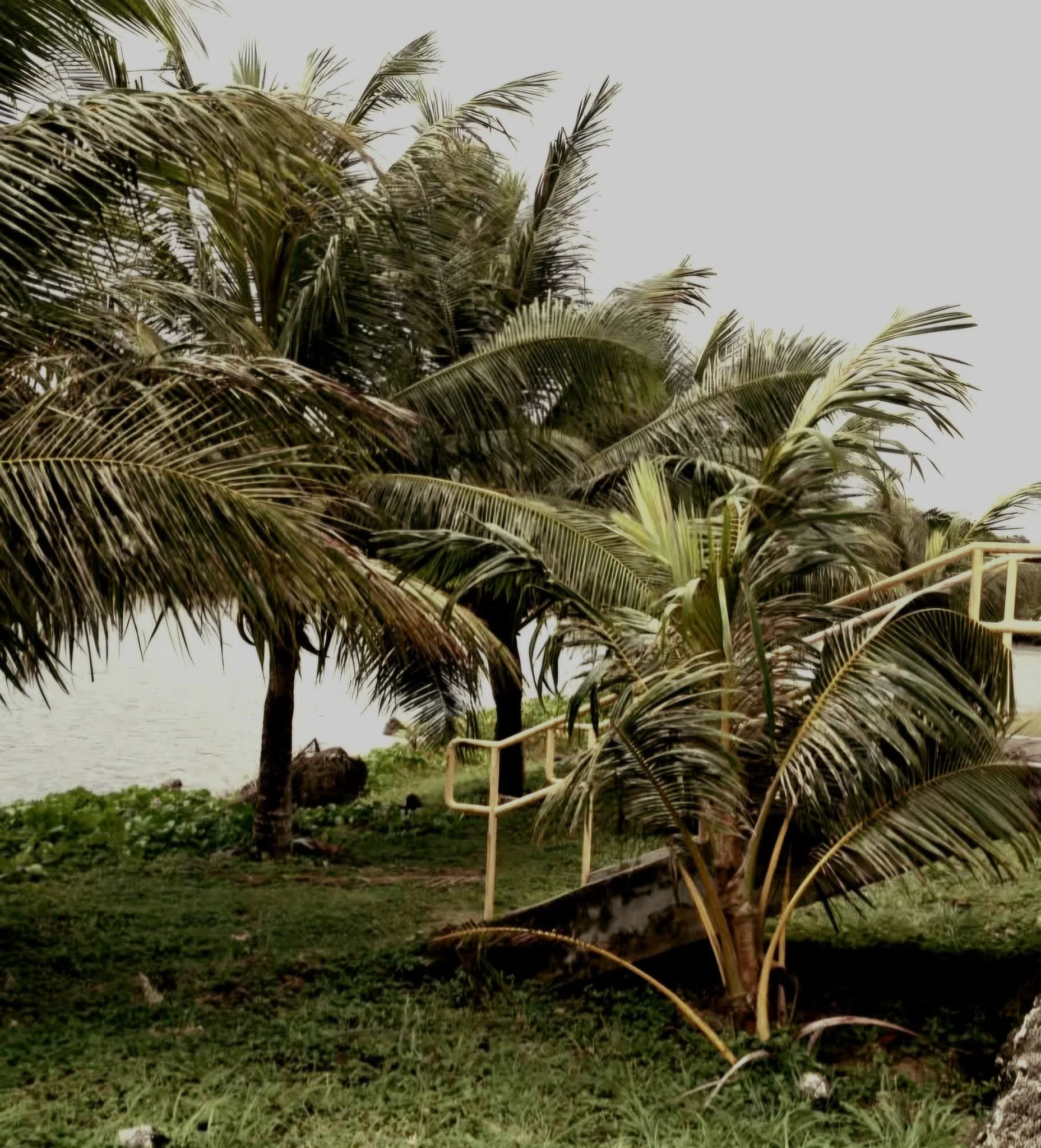 Palm trees on Guam
