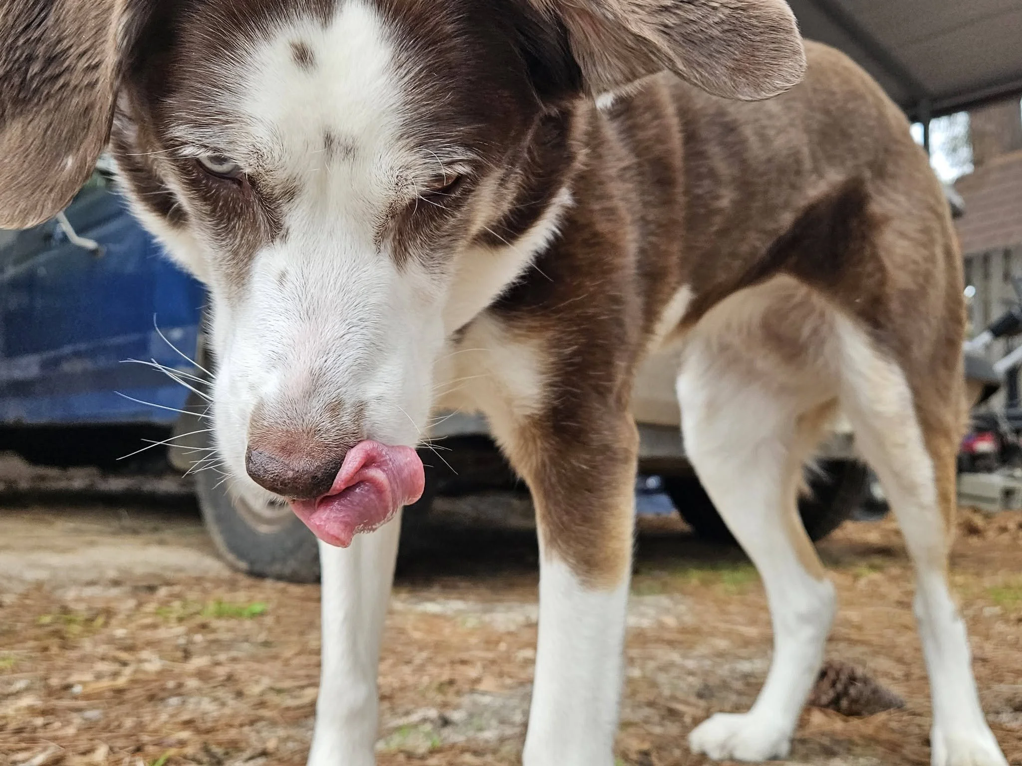 Zoey, the original model