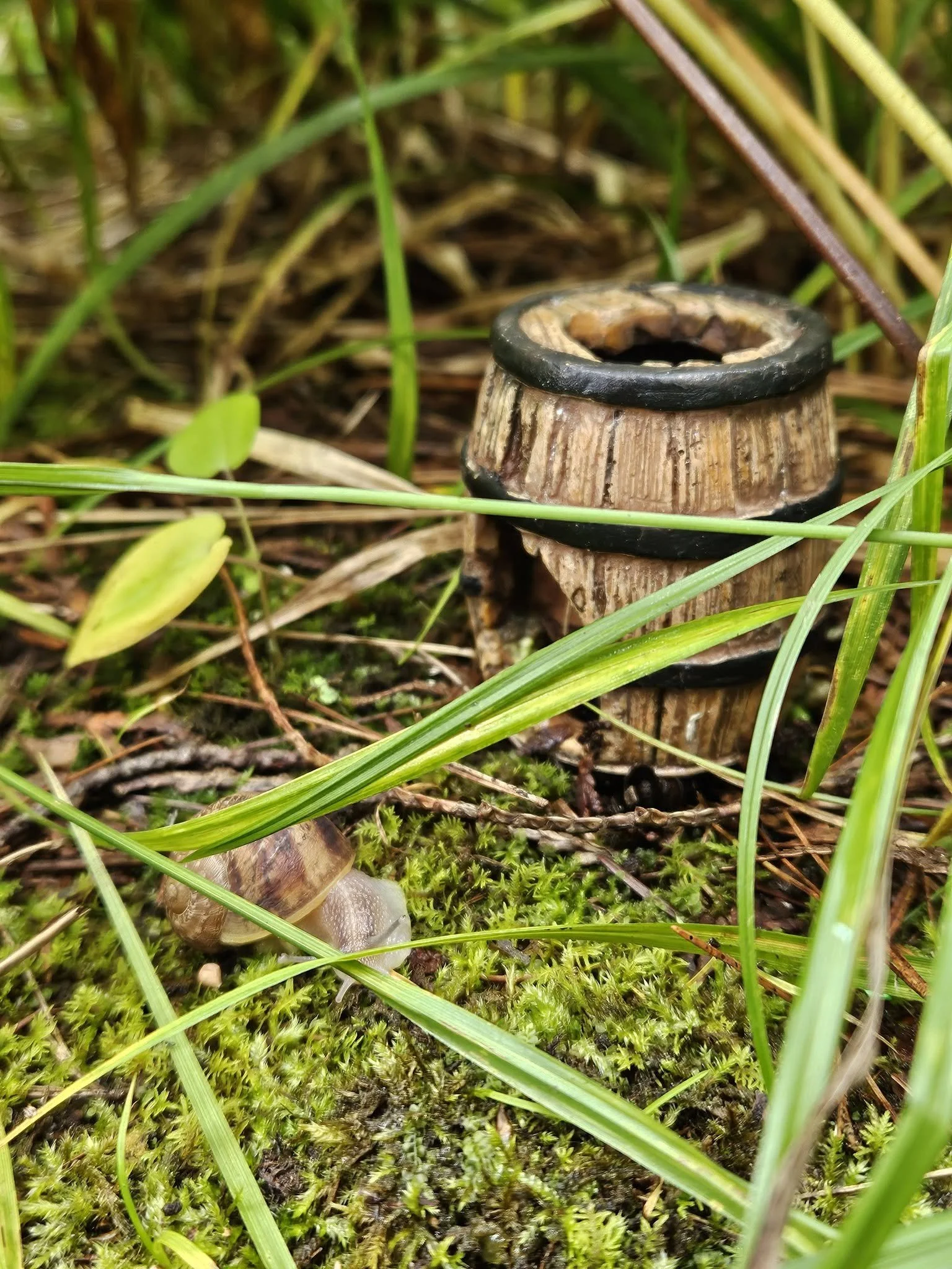 Close-up of a wooden fence post with black trim surrounded by green grass and moss at the ground level.