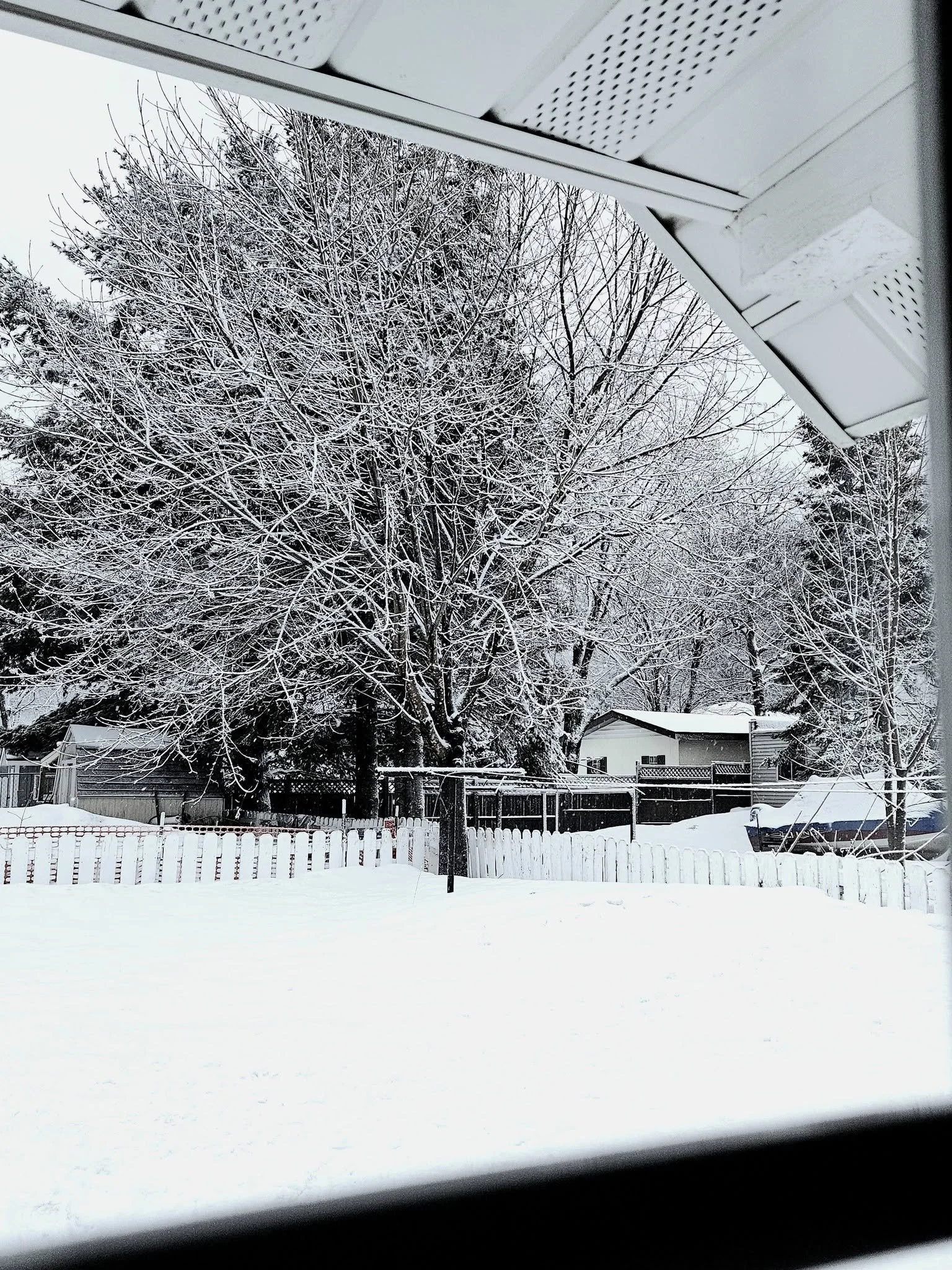 Snow-covered backyard with trees, fence, and small shed, seen through a window