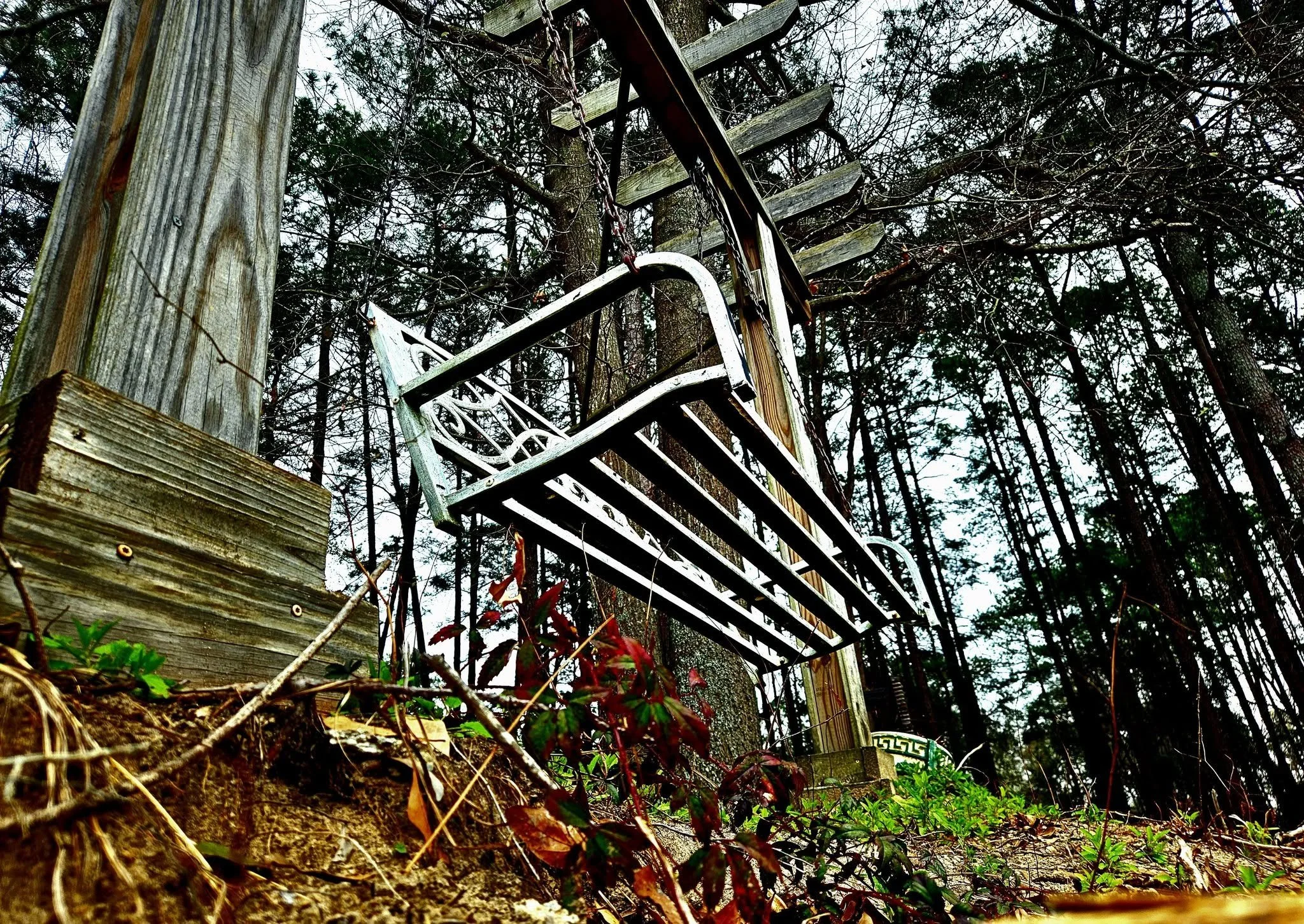 Swing in a forested area surrounded by trees, foliage, and overgrown plants.