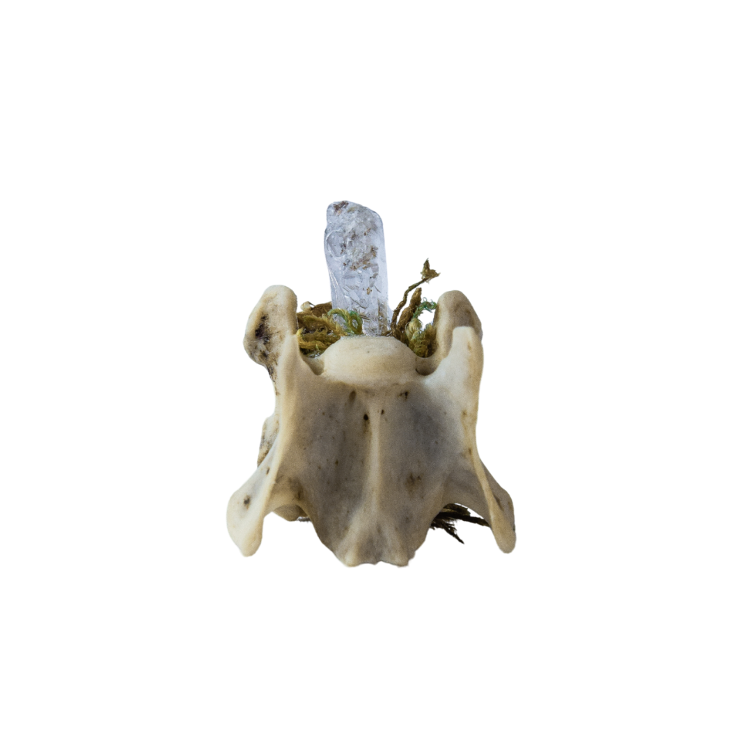 Racoon Vertebrae with Quartz - Bonecraft