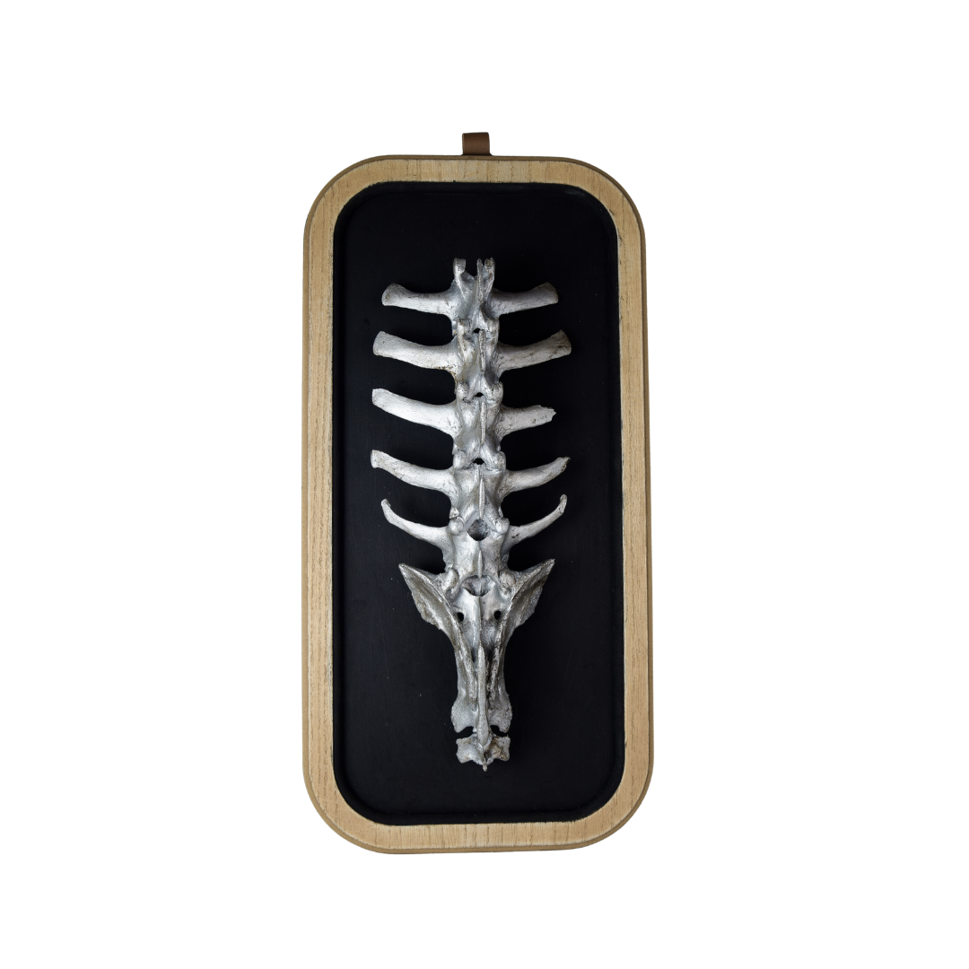 Deer Spine Wall Hanging - Bonecraft