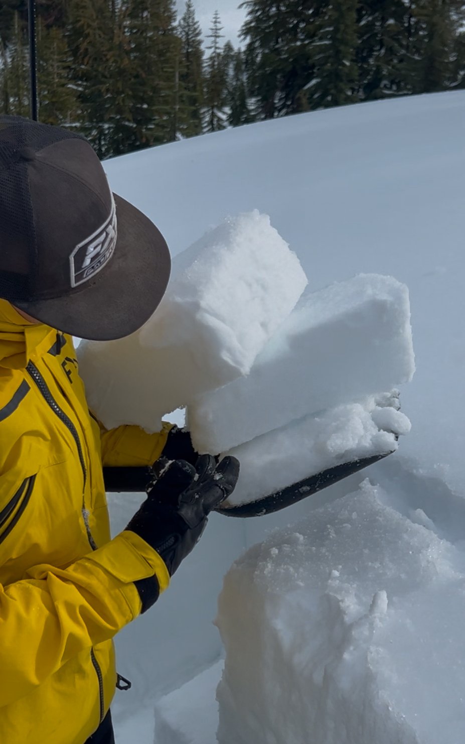 Person in a yellow jacket and black gloves using a snow saw to cut a large block of snow in a snowy outdoor setting with pine trees in the background, performing snowpack tests