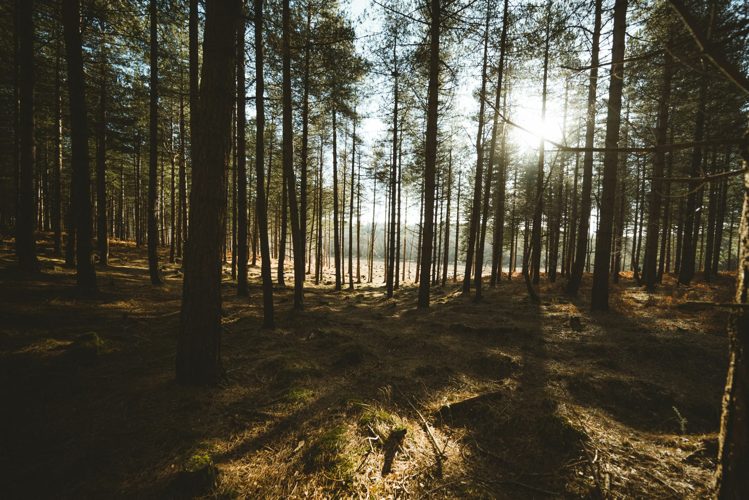 Sunlight shining through tall trees in a dense forest with a clear sky