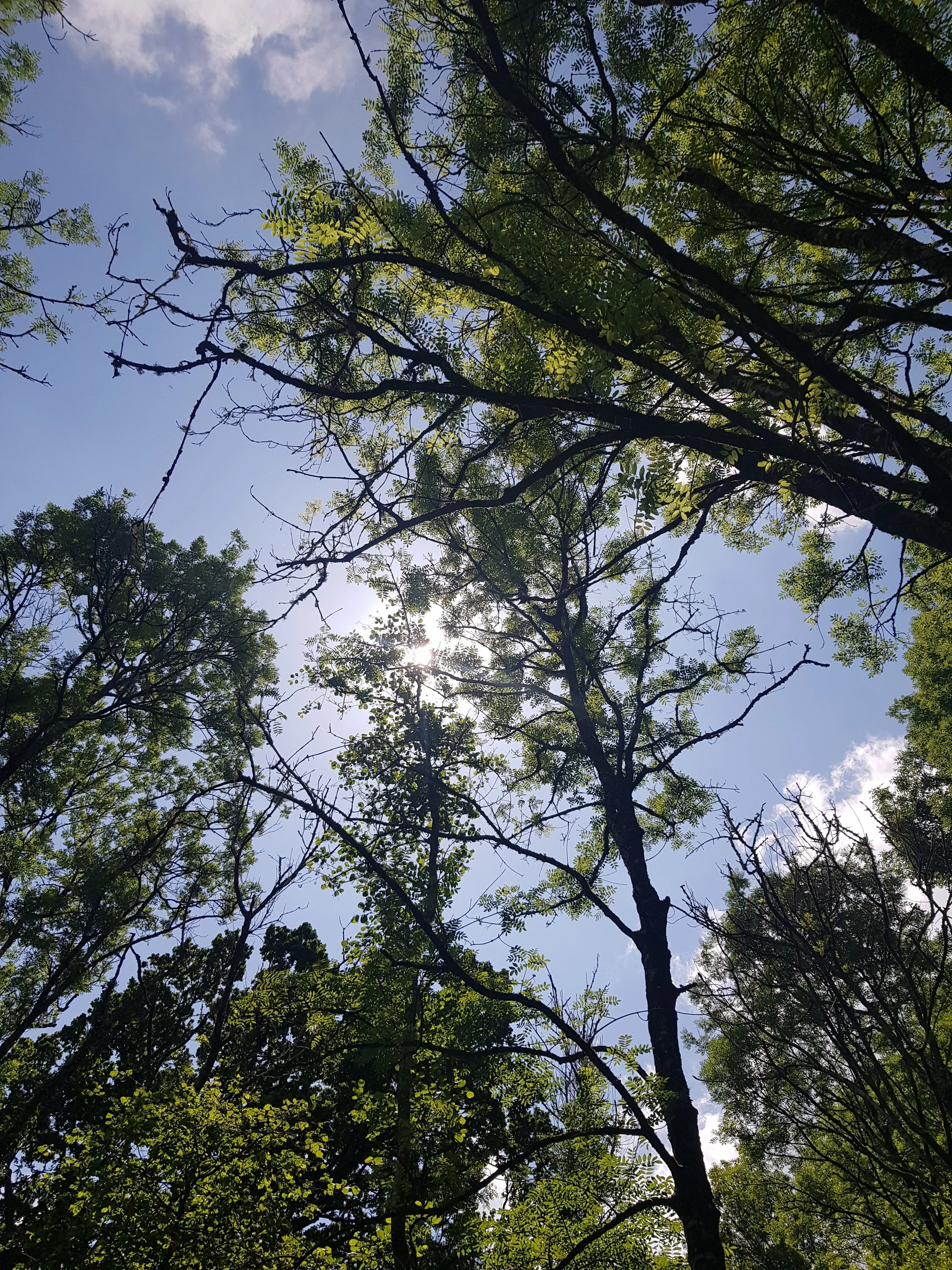 Looking up through a canopy of trees with sunlight filtering through the leaves on a clear day.
