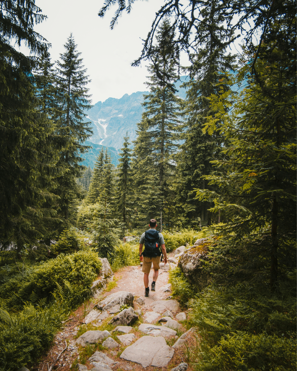 A person hiking on a rocky trail through a dense pine forest with mountains in the background.