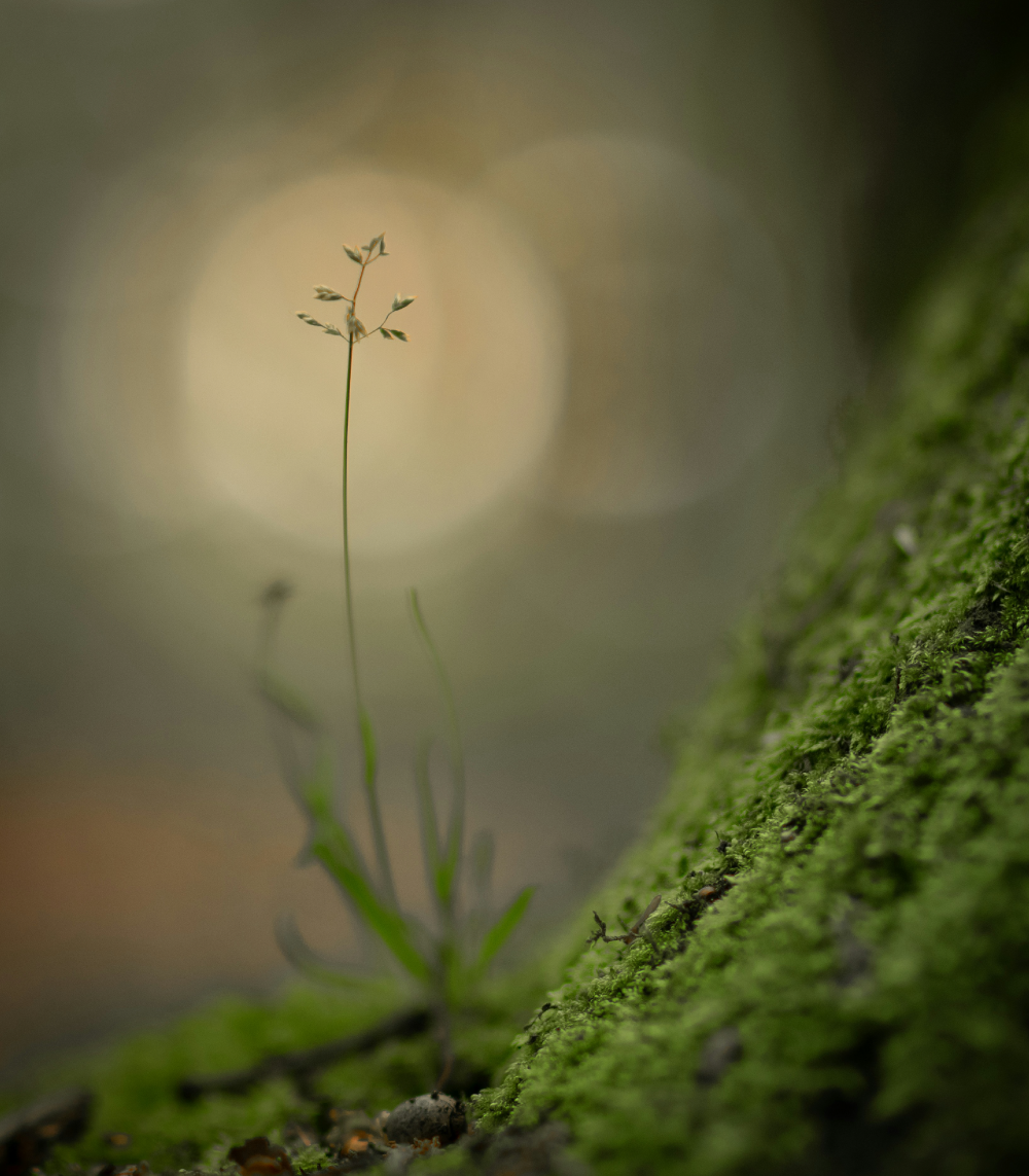 Close-up of a small, delicate plant growing on a mossy surface, with blurred background.