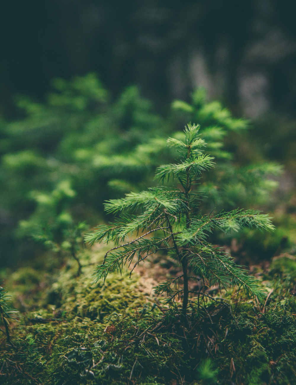 Close-up of a young evergreen tree sprouting in a forest with moss and blurred trees in the background.
